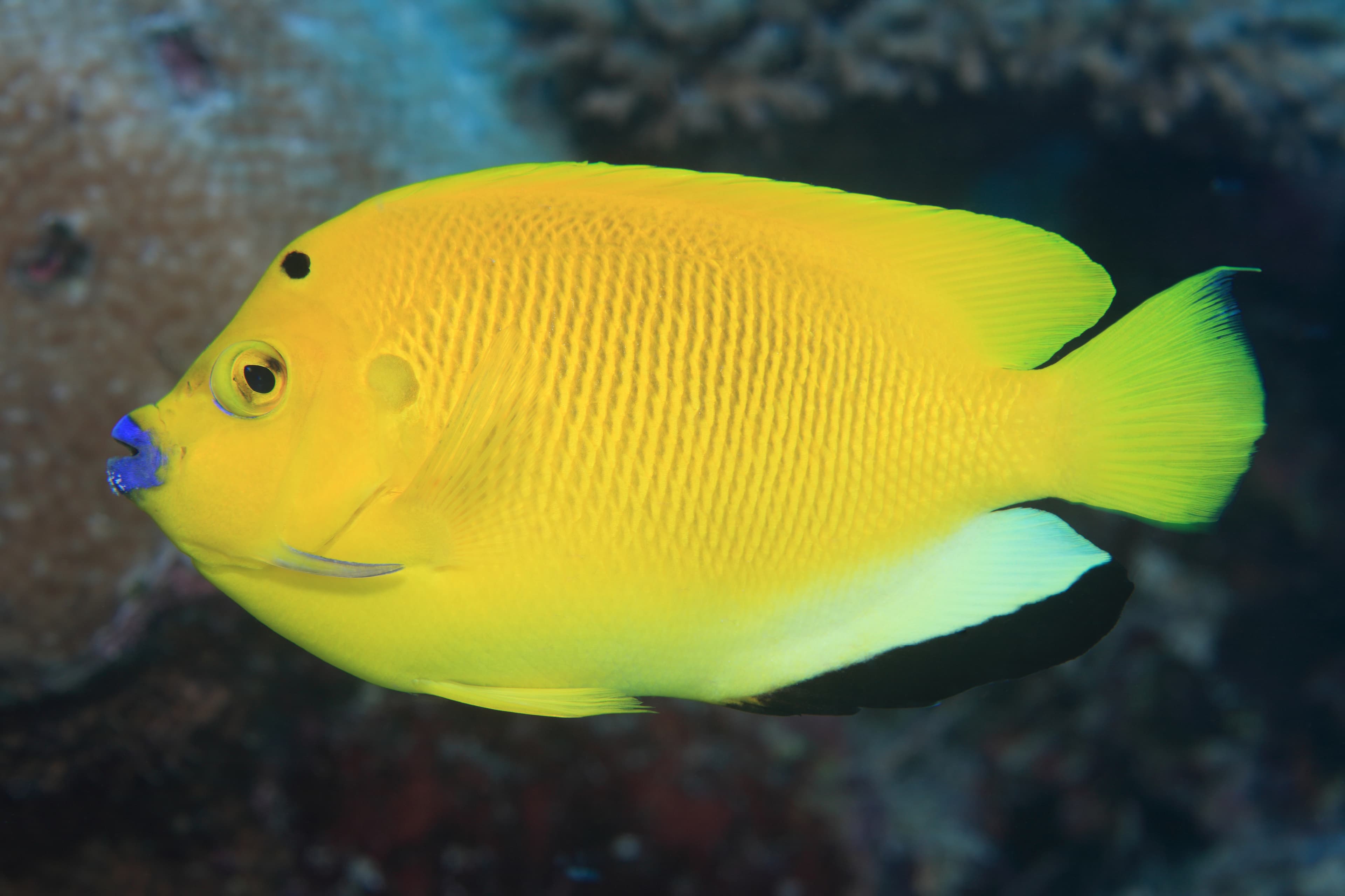 Three-spot Angelfish (Apolemichthys trimaculatus)