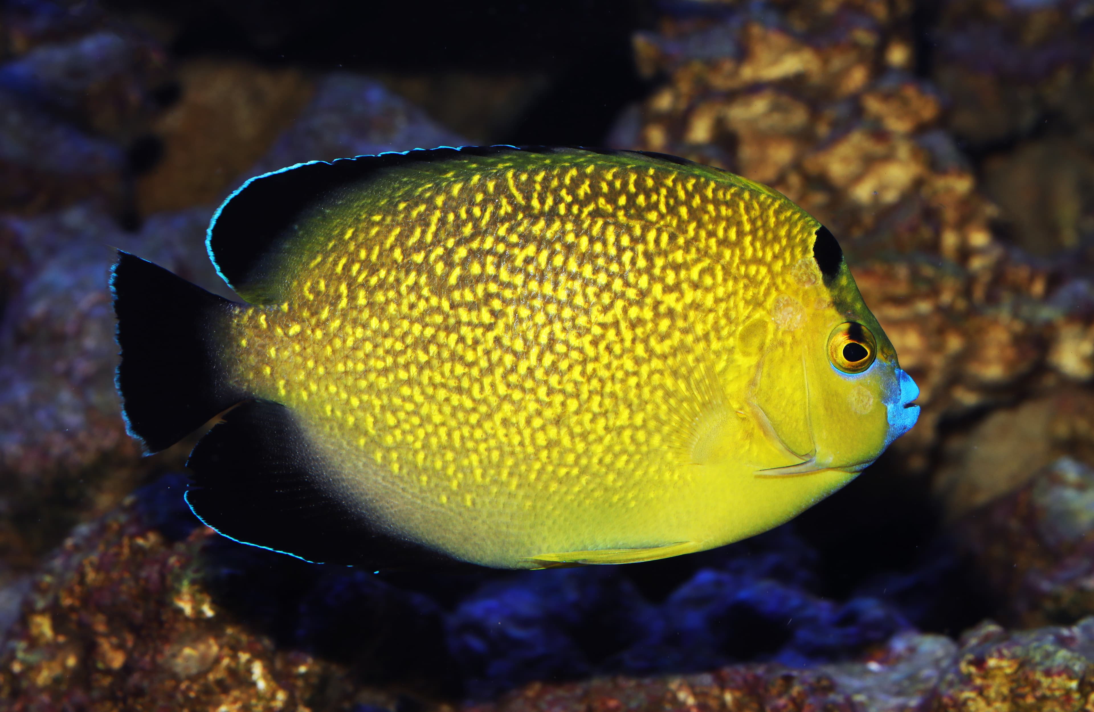 Goldflake Angelfish (Apolemichthys xanthopunctatus)