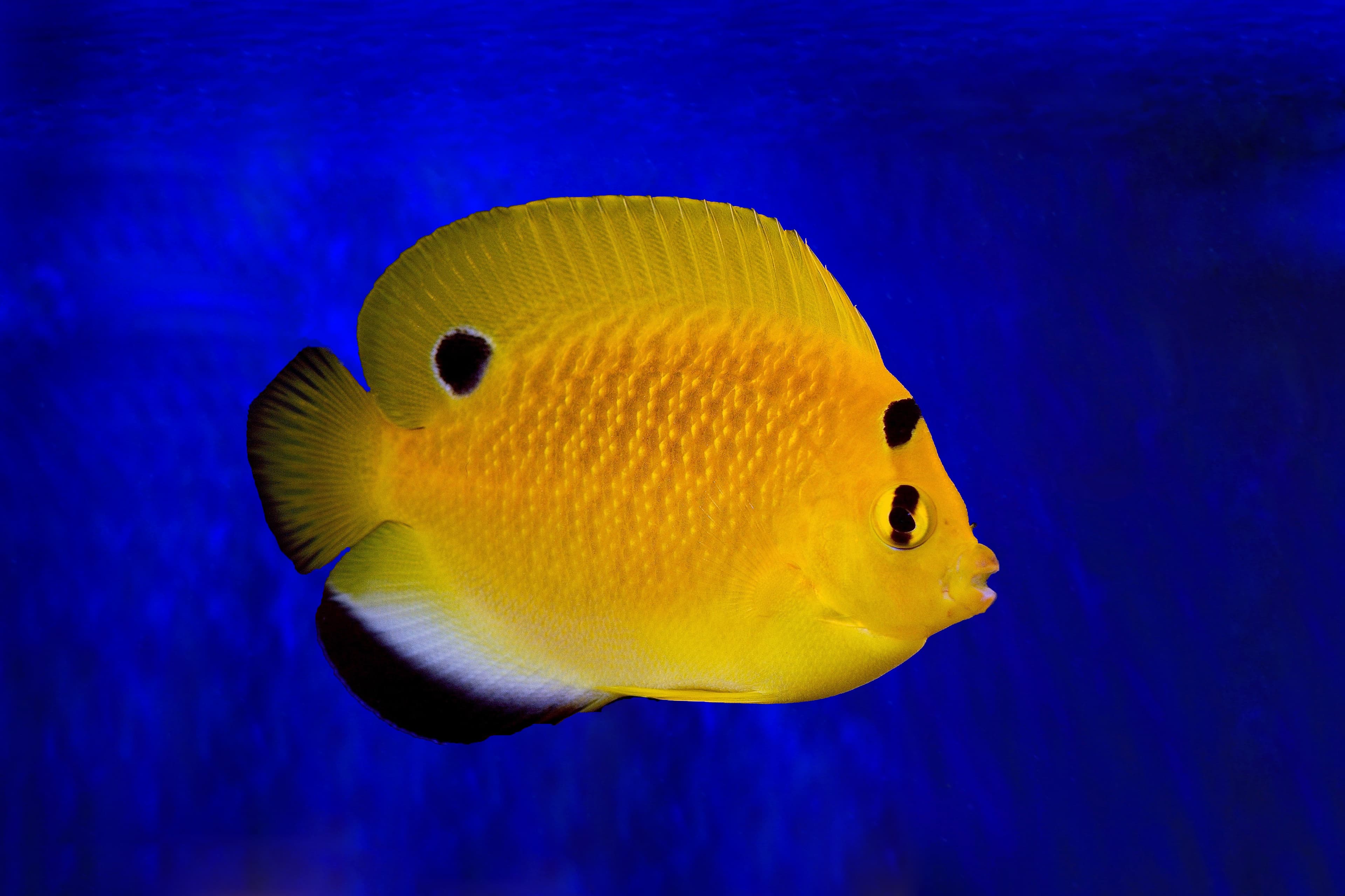 Goldflake Angelfish (Apolemichthys xanthopunctatus) juvenile