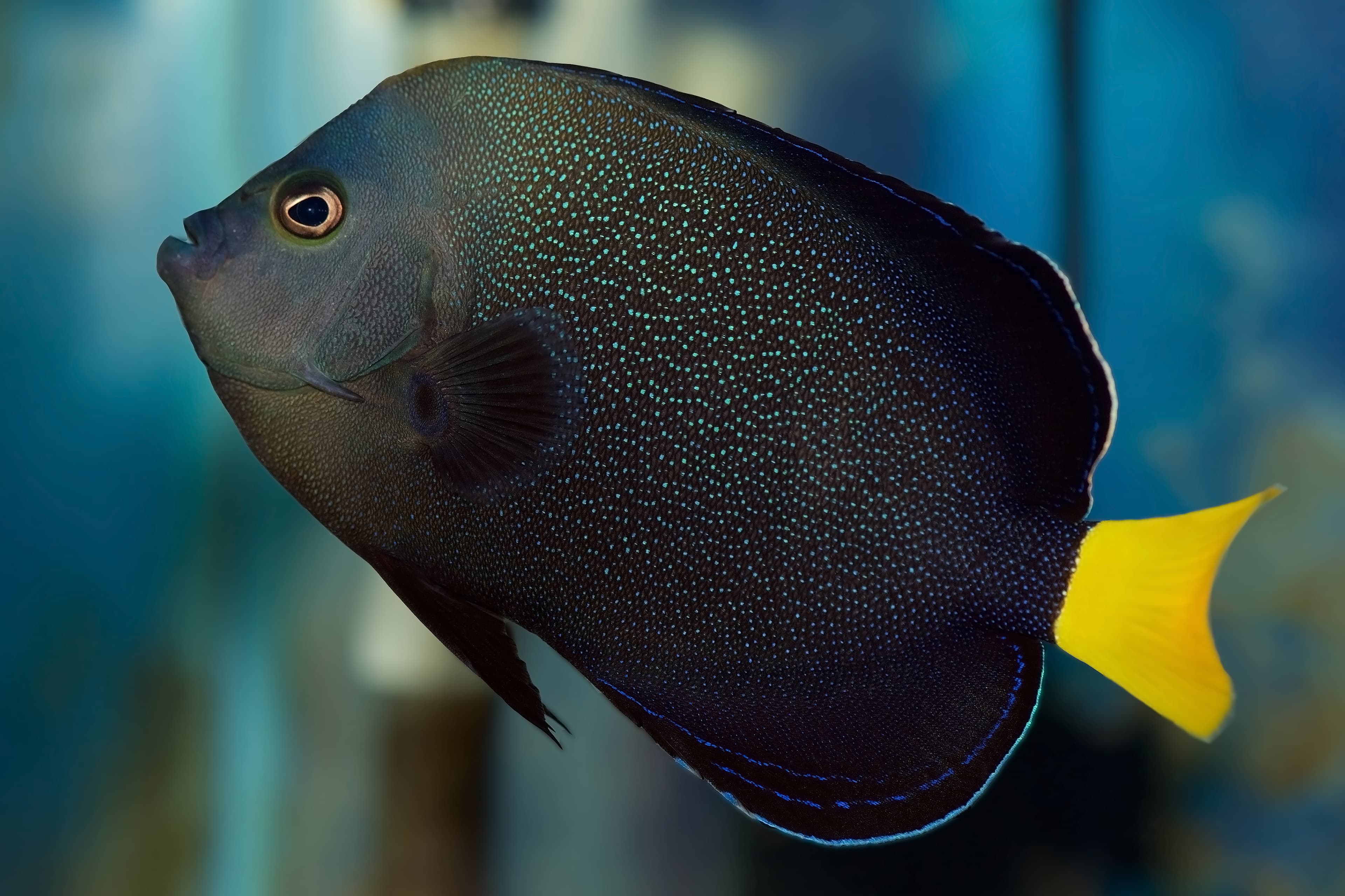 Blue-spotted Angelfish (Chaetodontoplus caeruleopunctatus)