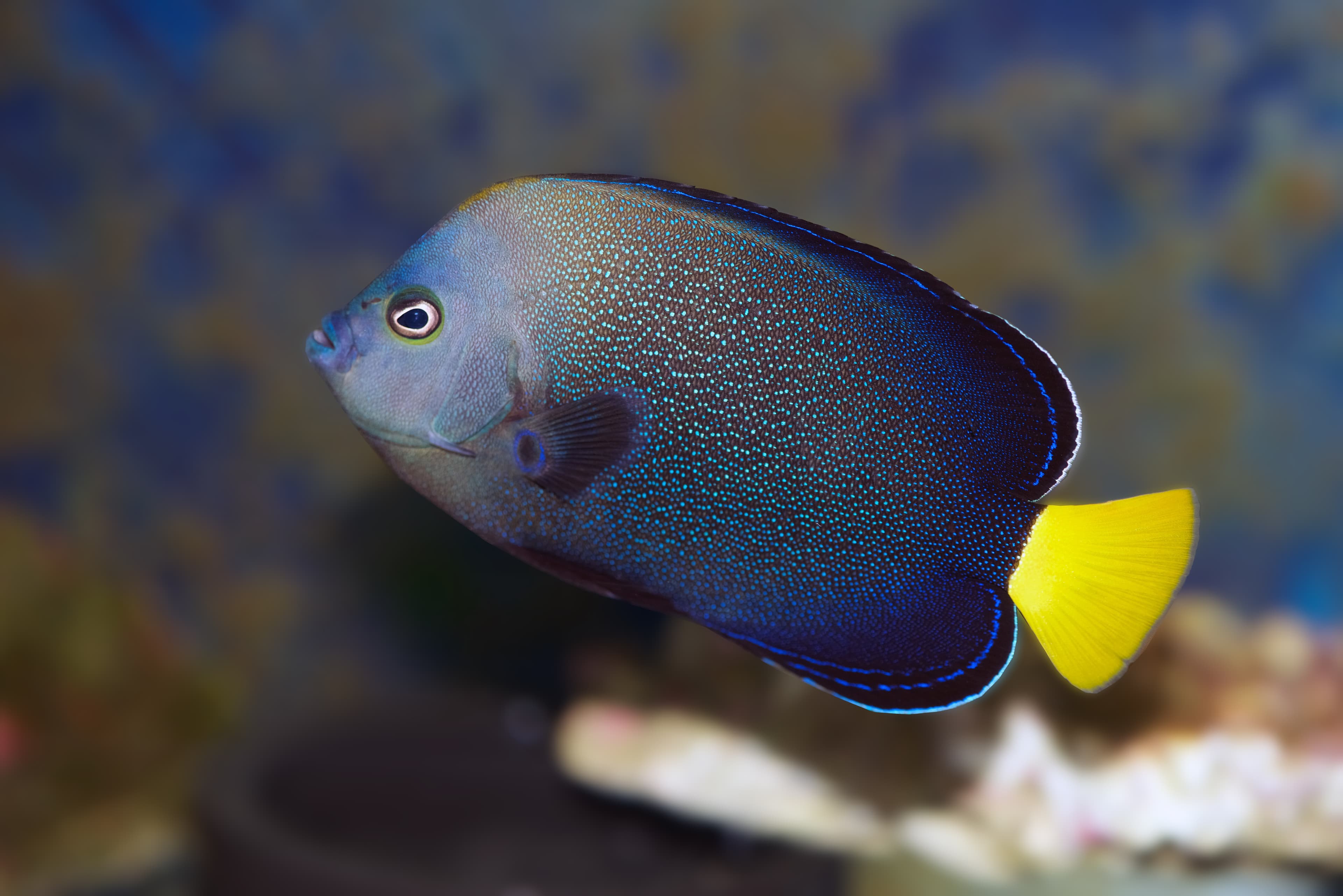 Blue-spotted Angelfish (Chaetodontoplus caeruleopunctatus)