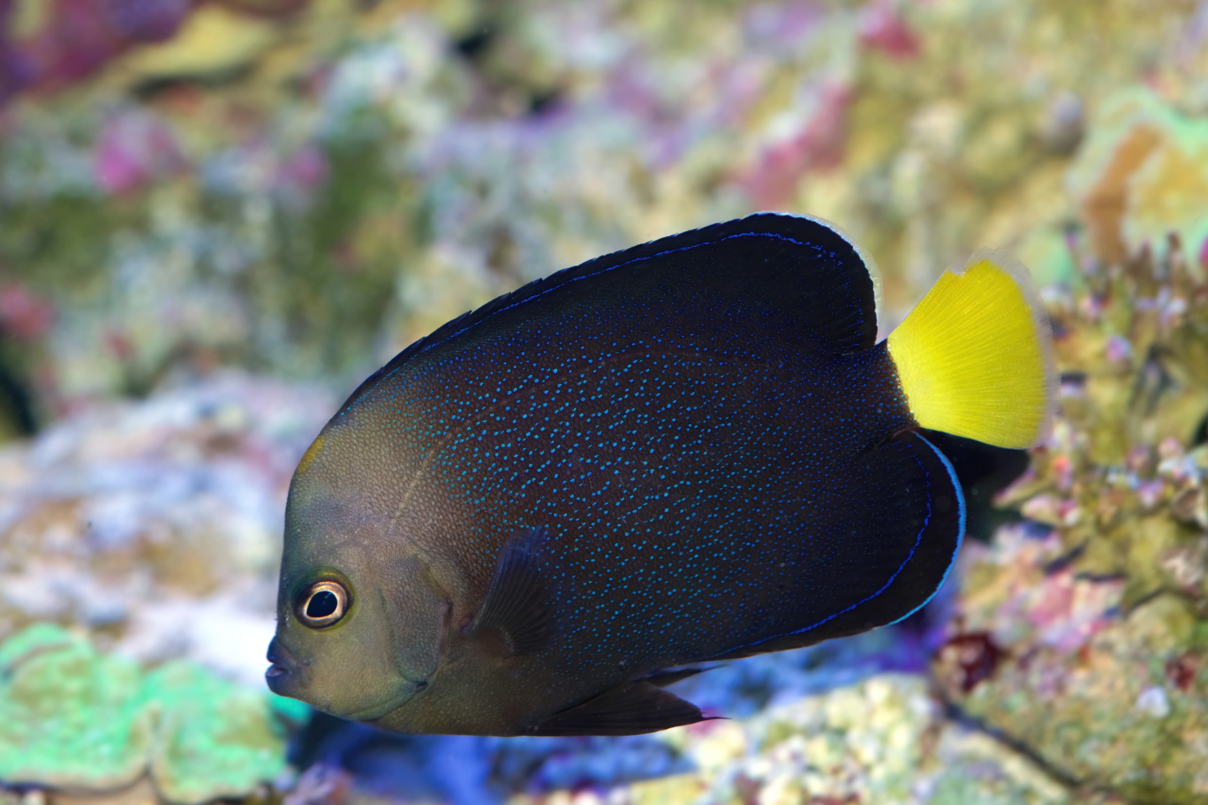 Blue-spotted Angelfish (Chaetodontoplus caeruleopunctatus)