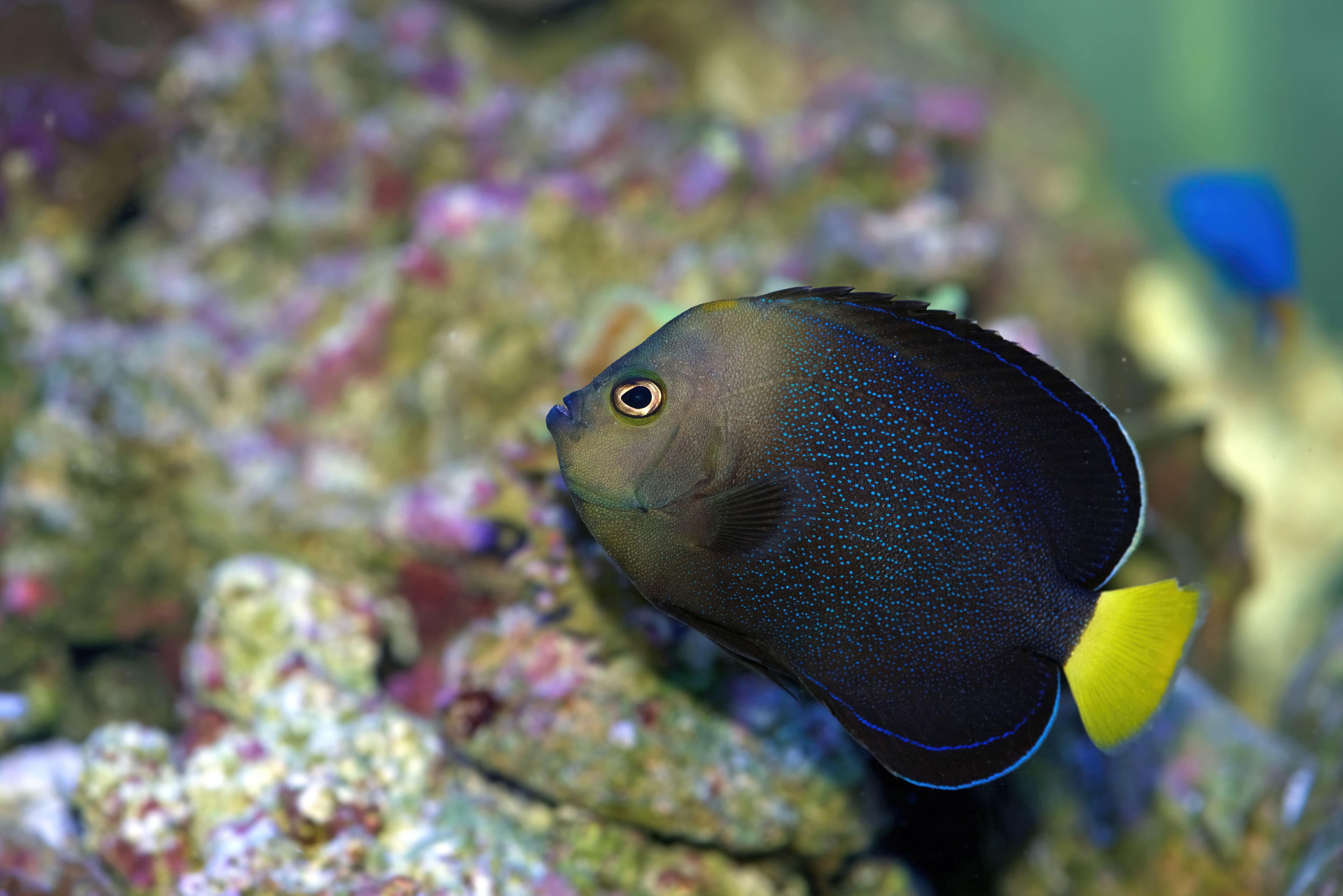 Blue-spotted Angelfish (Chaetodontoplus caeruleopunctatus)