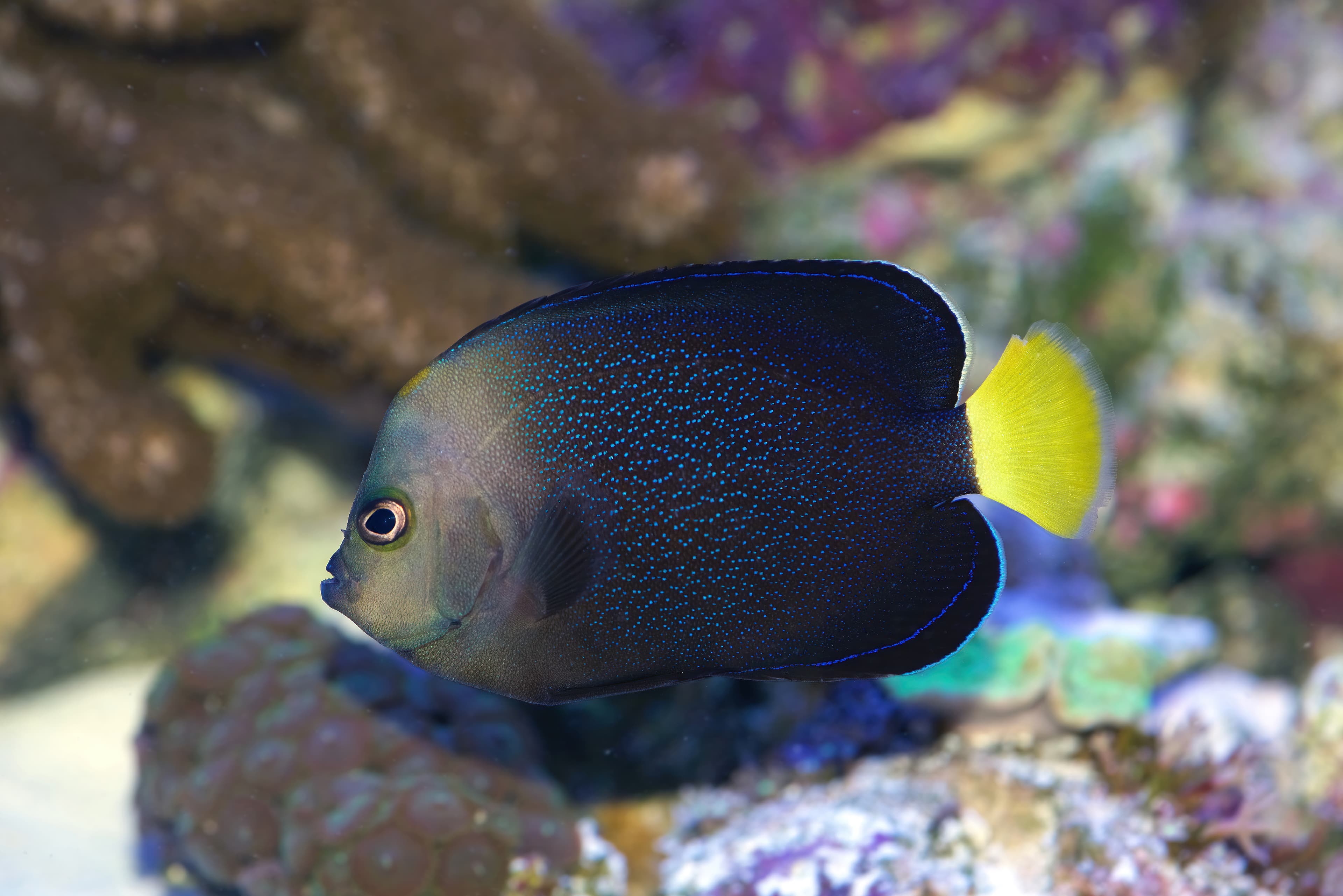 Blue-spotted Angelfish (Chaetodontoplus caeruleopunctatus)