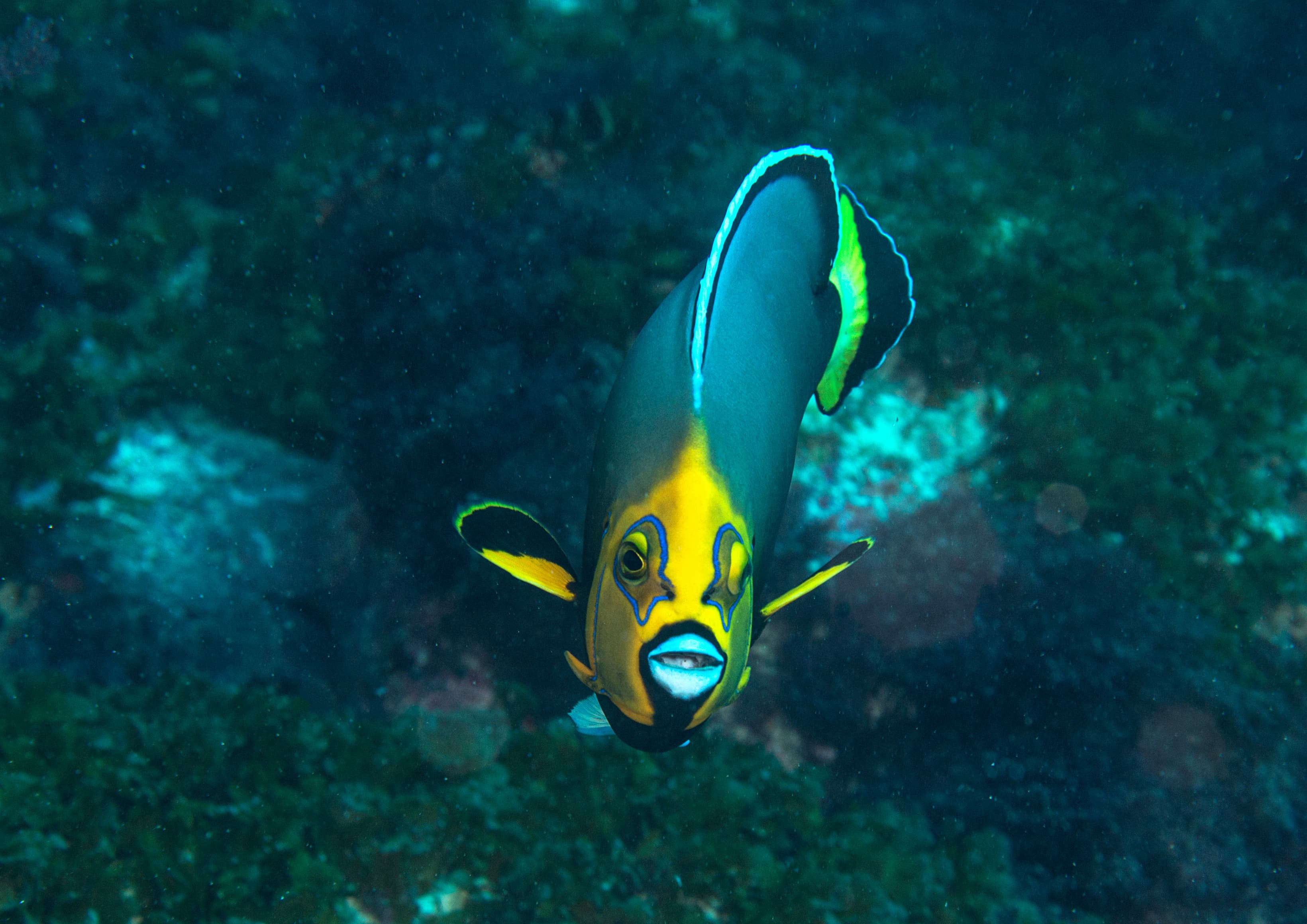 Conspicuous Angelfish (Chaetodontoplus conspicillatus)