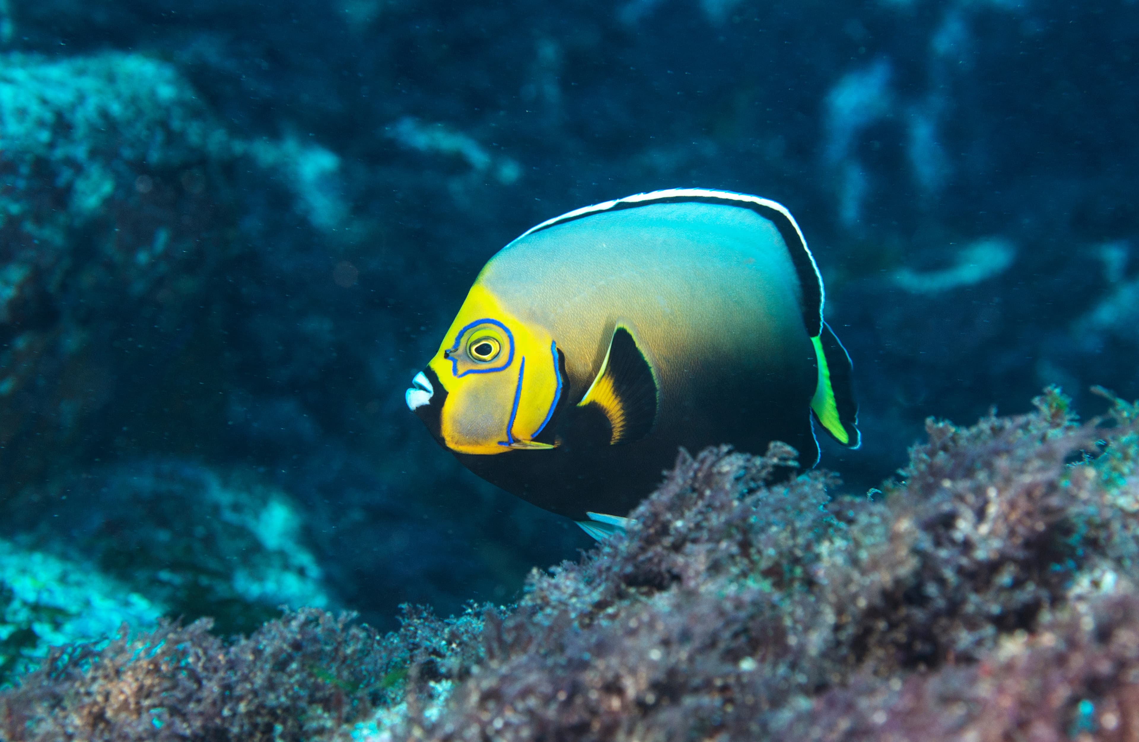 Conspicuous Angelfish (Chaetodontoplus conspicillatus)