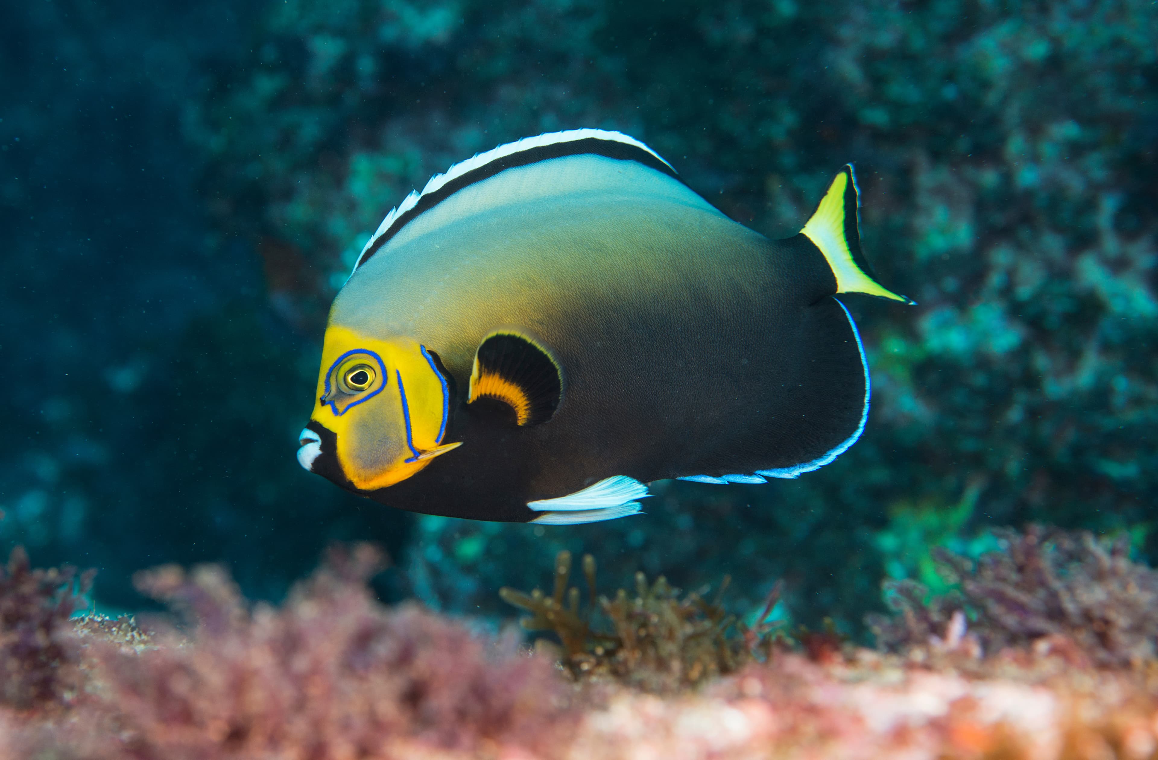 Conspicuous Angelfish (Chaetodontoplus conspicillatus)