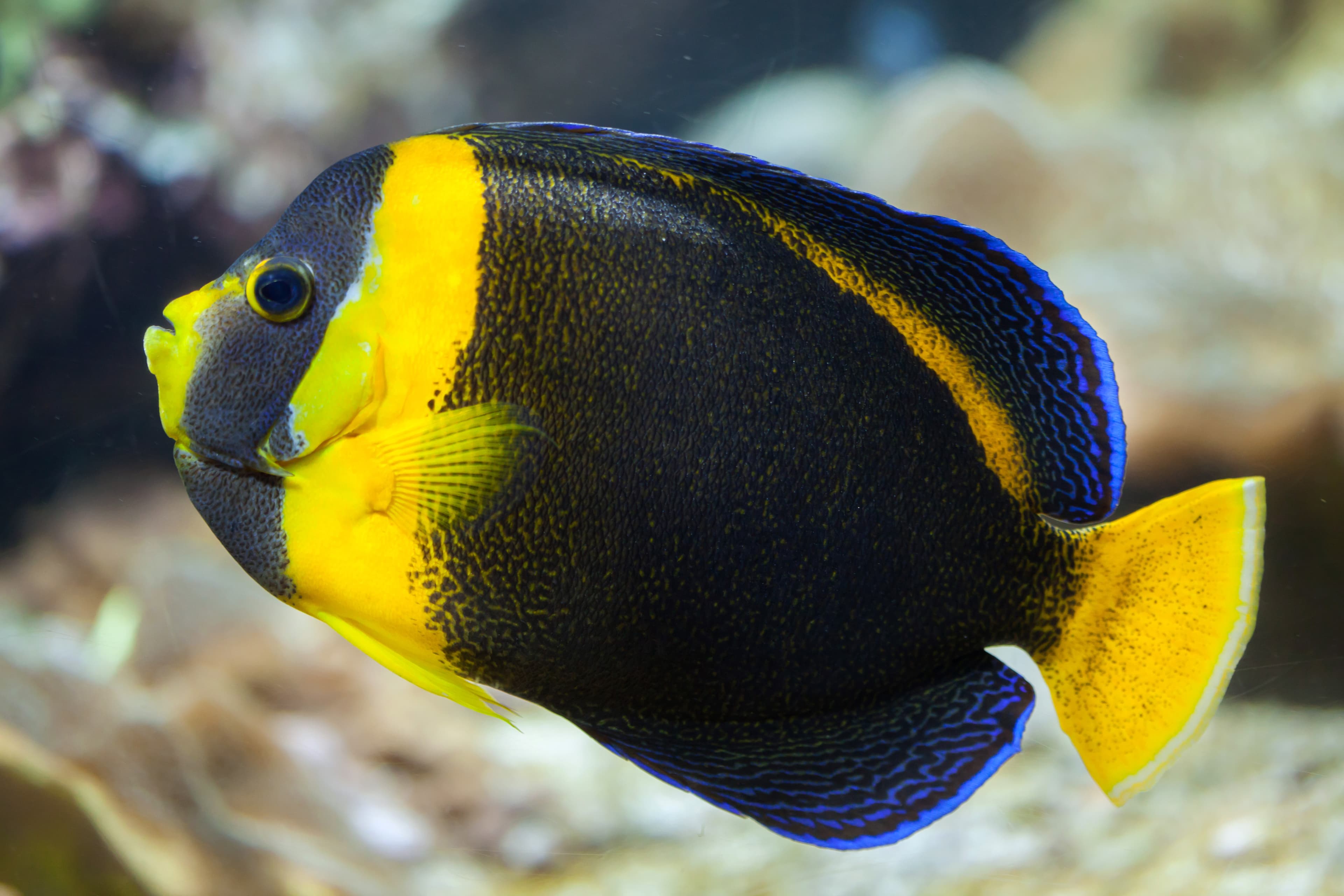 Scribbled angelfish (Chaetodontoplus duboulayi)