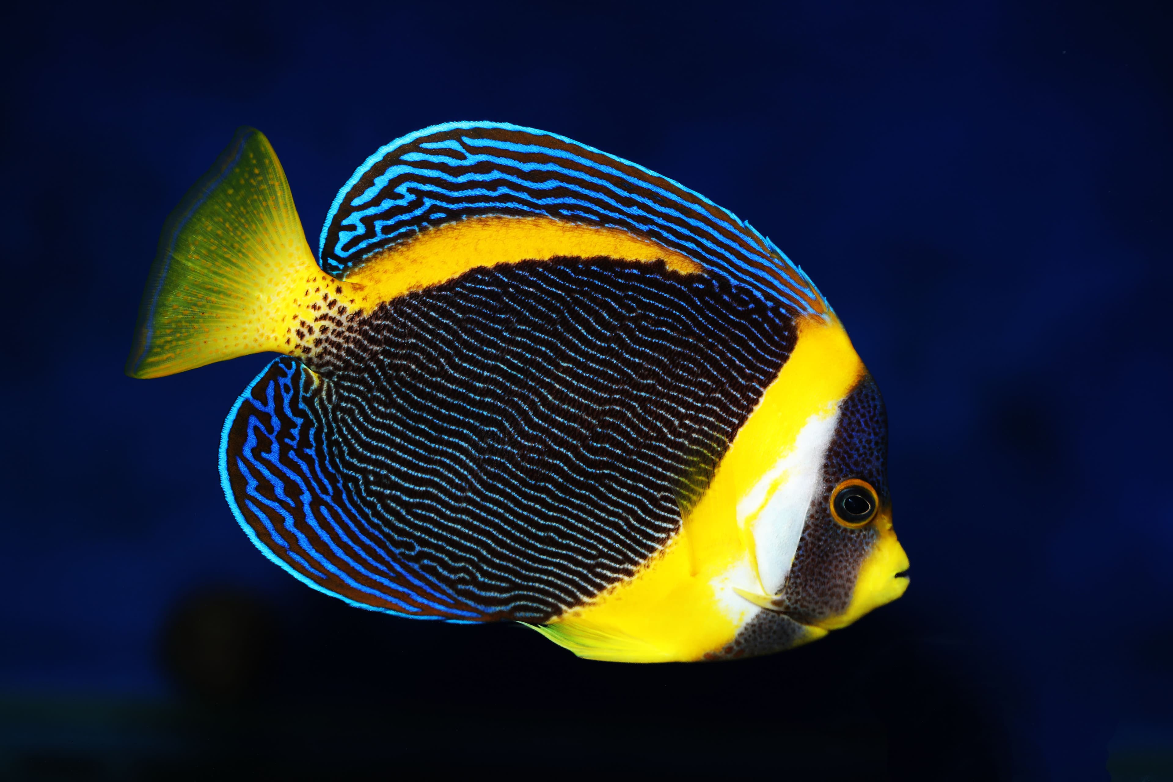 Scribbled Angelfish (Chaetodontoplus duboulayi) from Australia