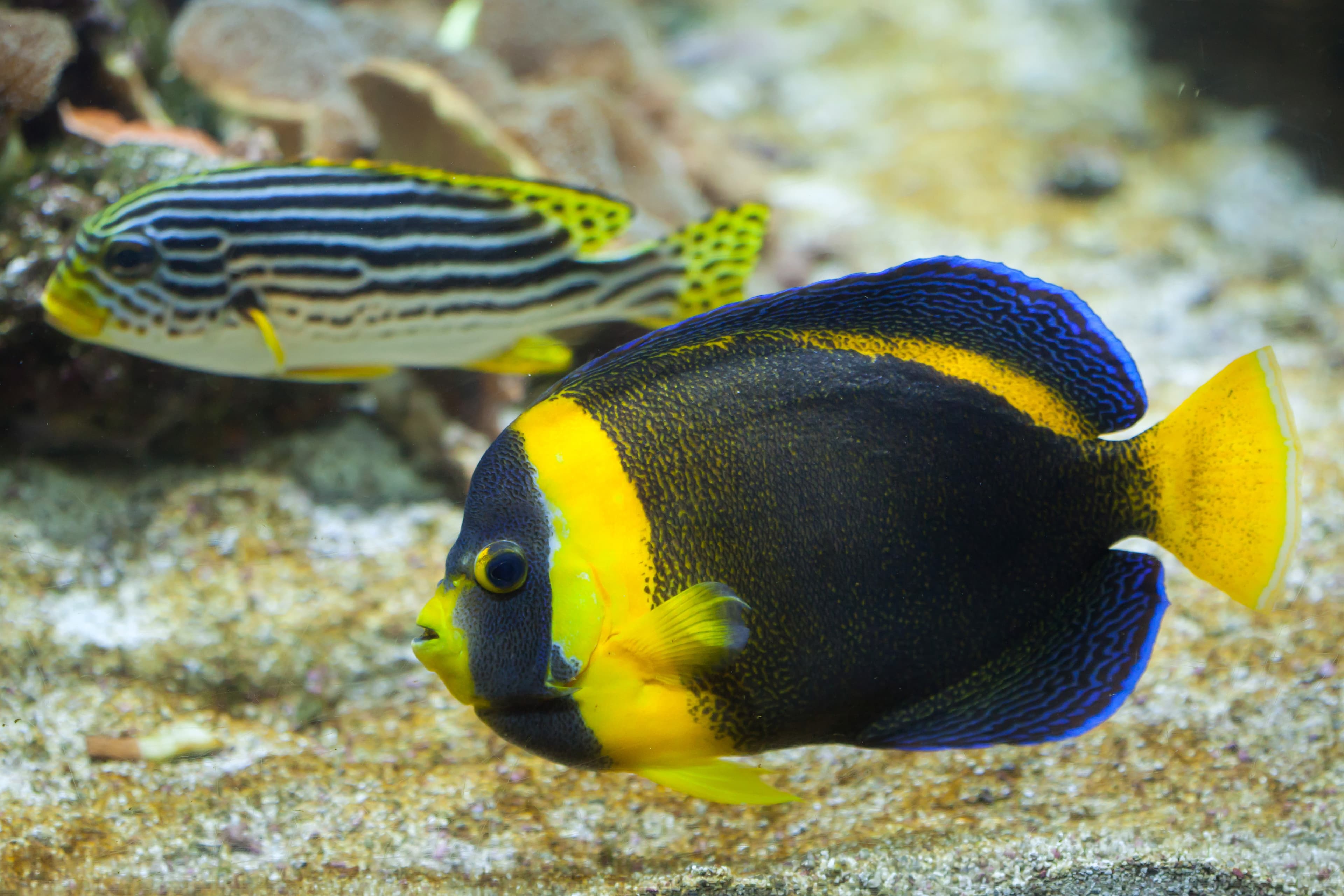 Scribbled angelfish (Chaetodontoplus duboulayi)