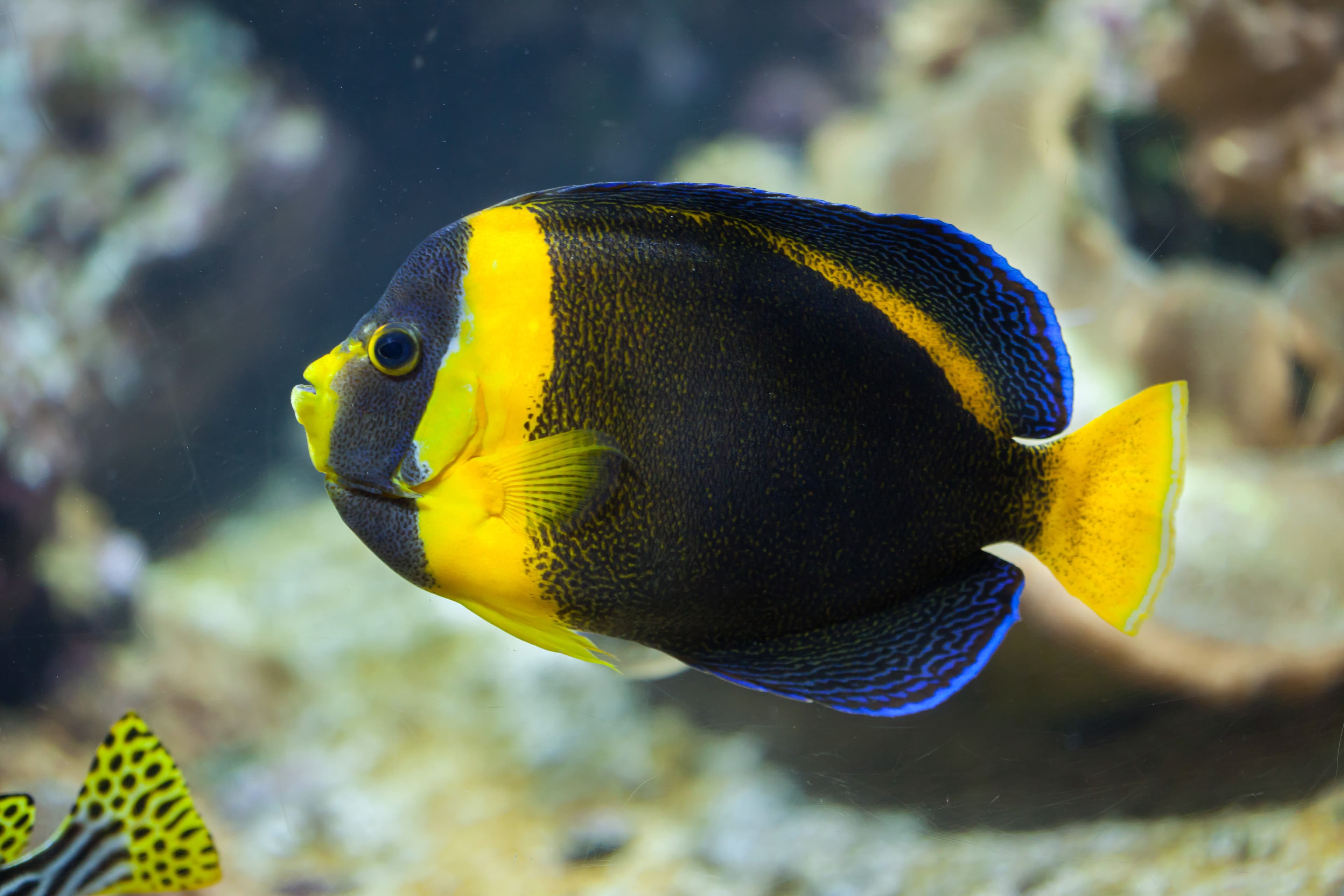 Scribbled angelfish (Chaetodontoplus duboulayi)