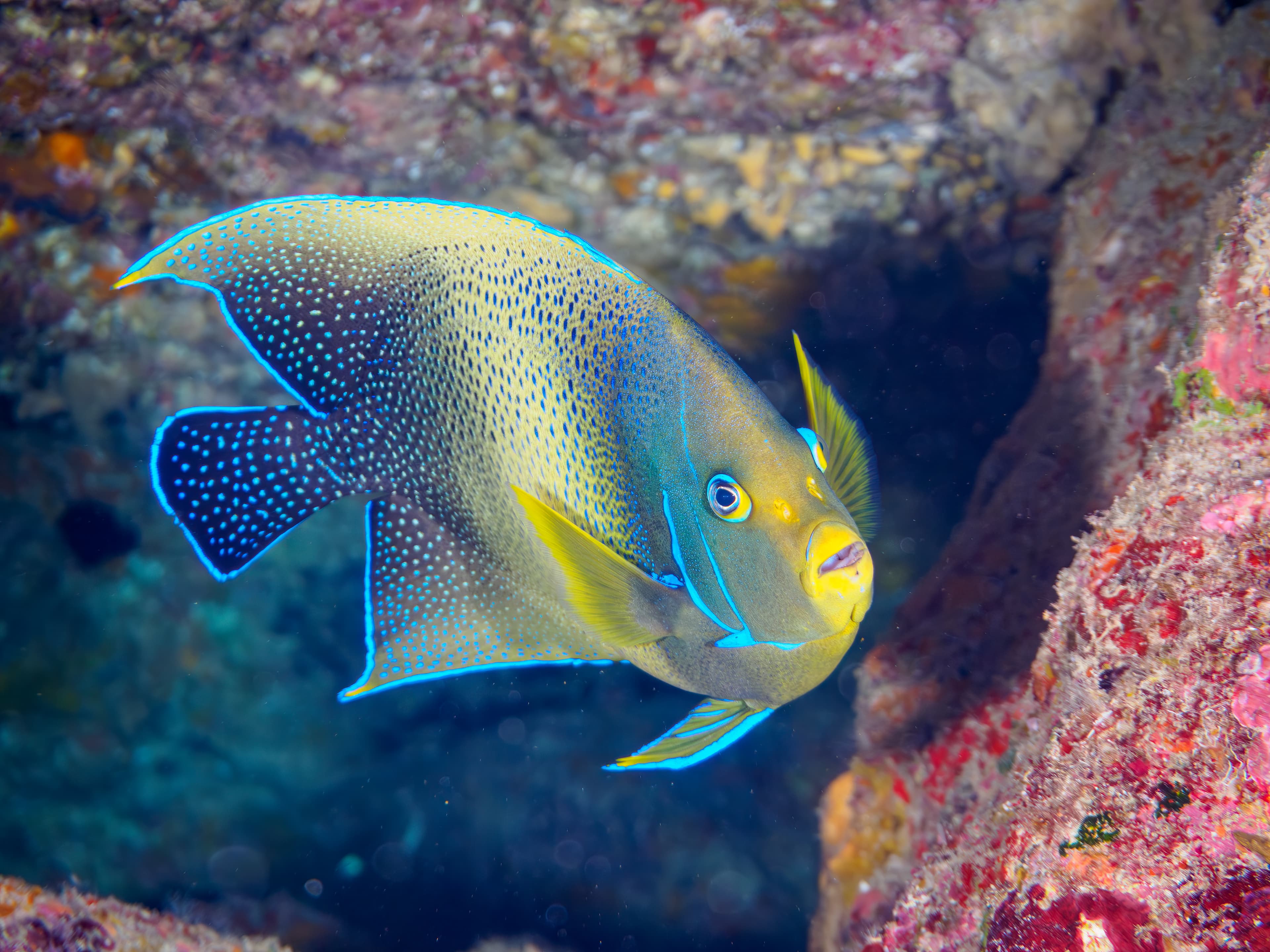 Koran Angelfish (Pomacanthus semicirculatus), Tomari beach, Shikinejima, Izu Islands, Tokyo