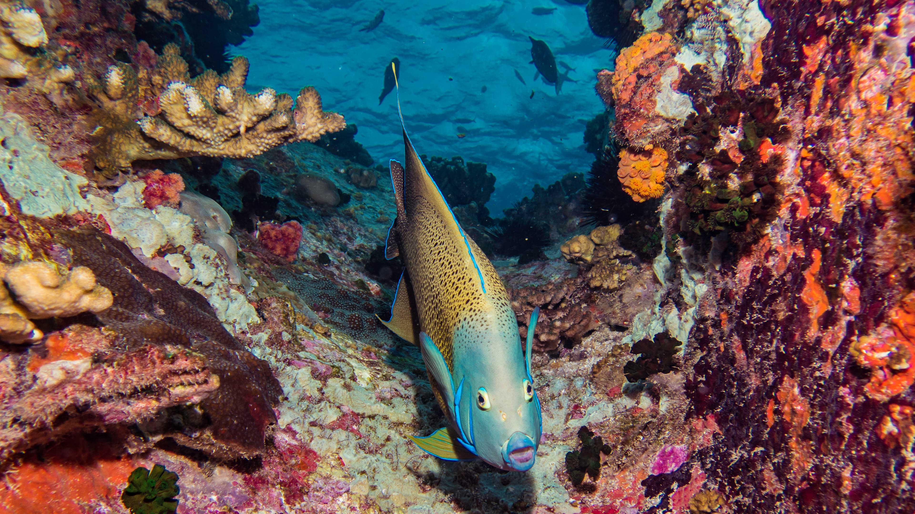 Koran Angelfish (Pomacanthus semicirculatus)