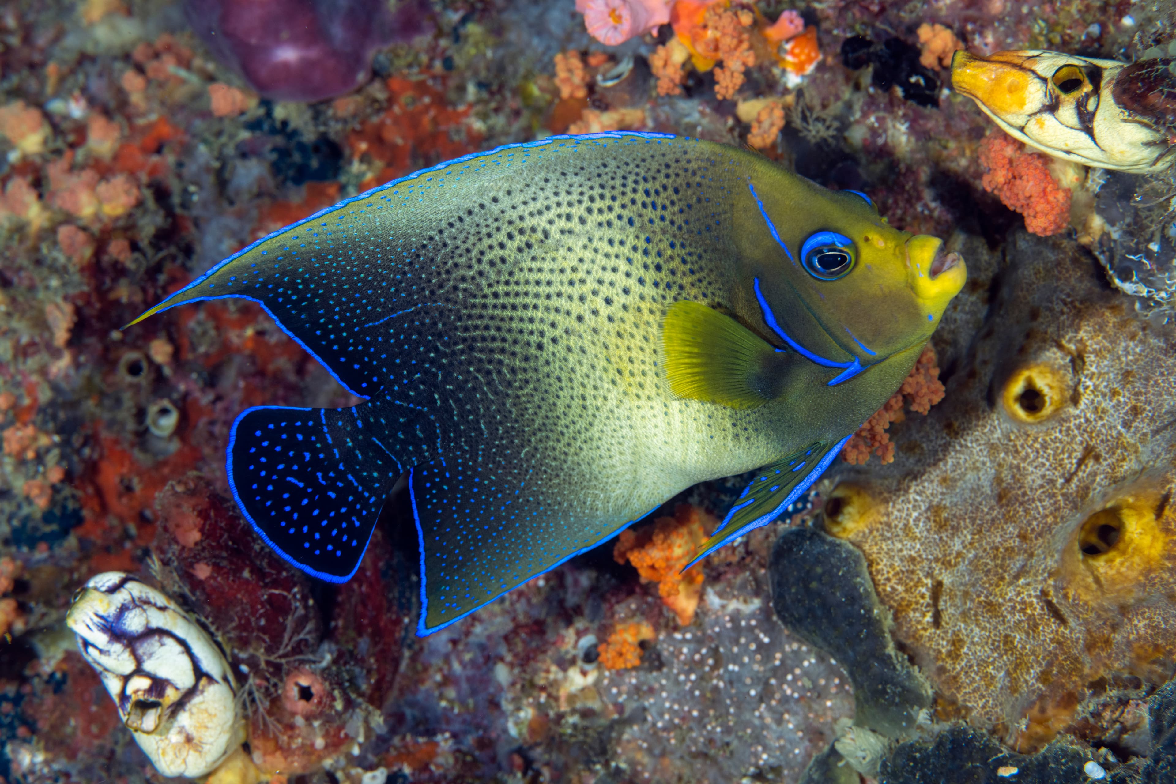 Koran Angelfish or Semicircular Angelfish (Pomacanthus semicirculatus), Raja Ampat, Indonesia