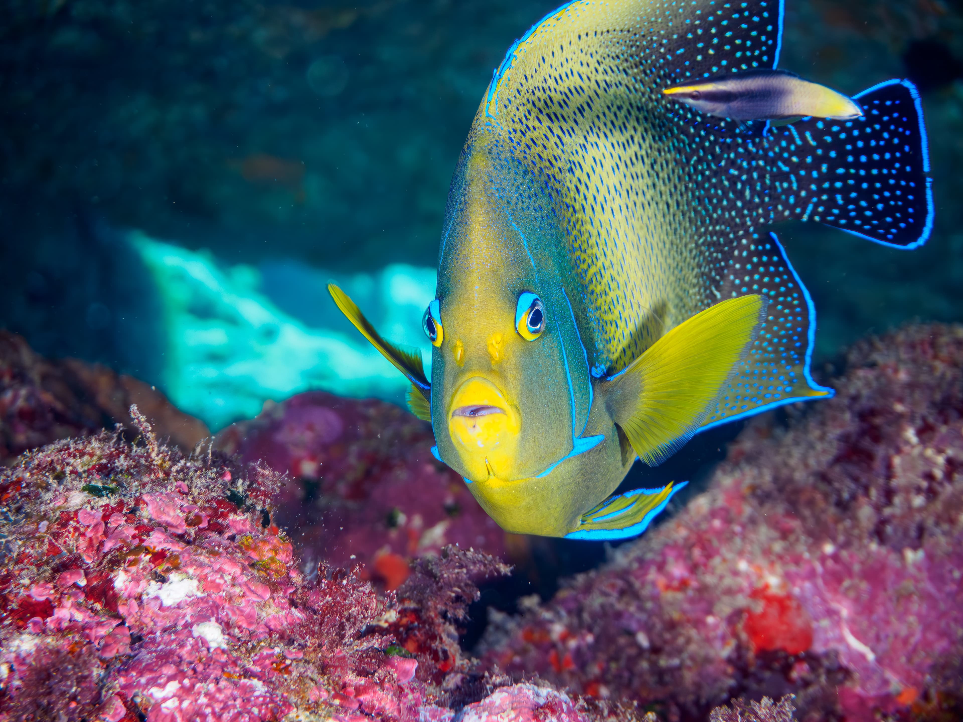 Koran Angelfish (Pomacanthus semicirculatus), Tomari beach, Shikinejima, Izu Islands, Tokyo