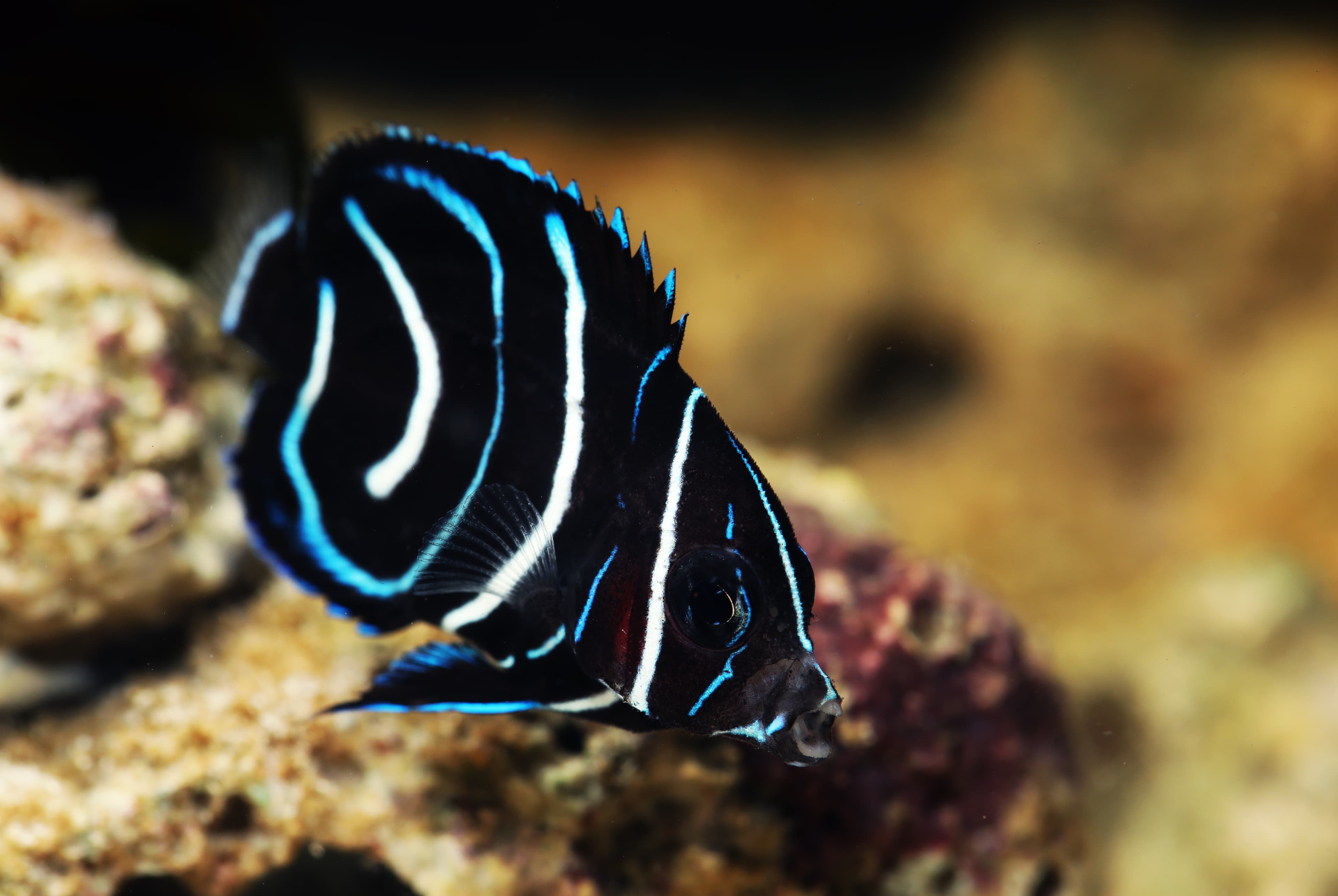 Juvenile Koran Angelfish (Pomacanthus semicirculatus)