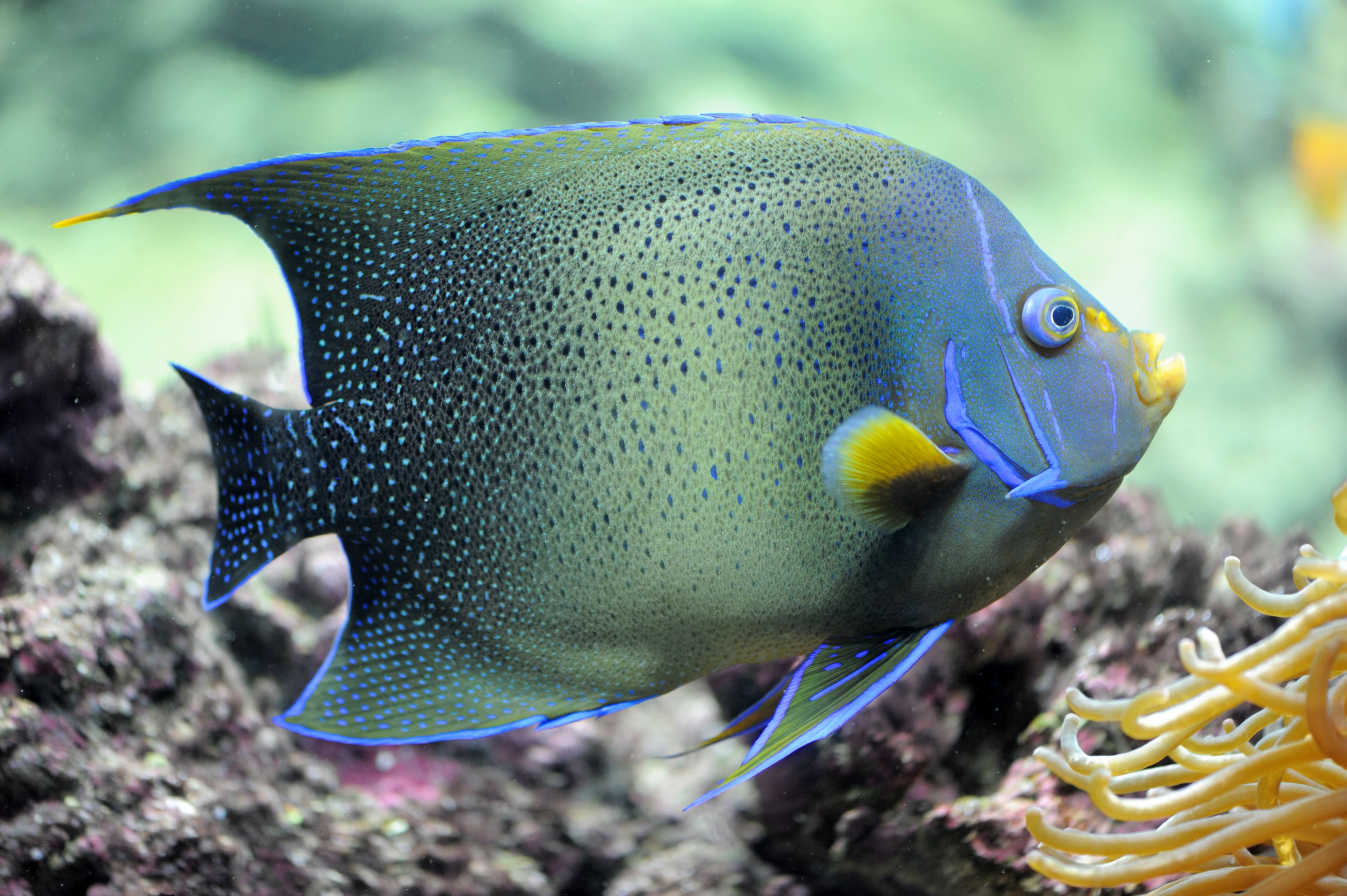 Koran Angelfish (Pomacanthus semicirculatus)