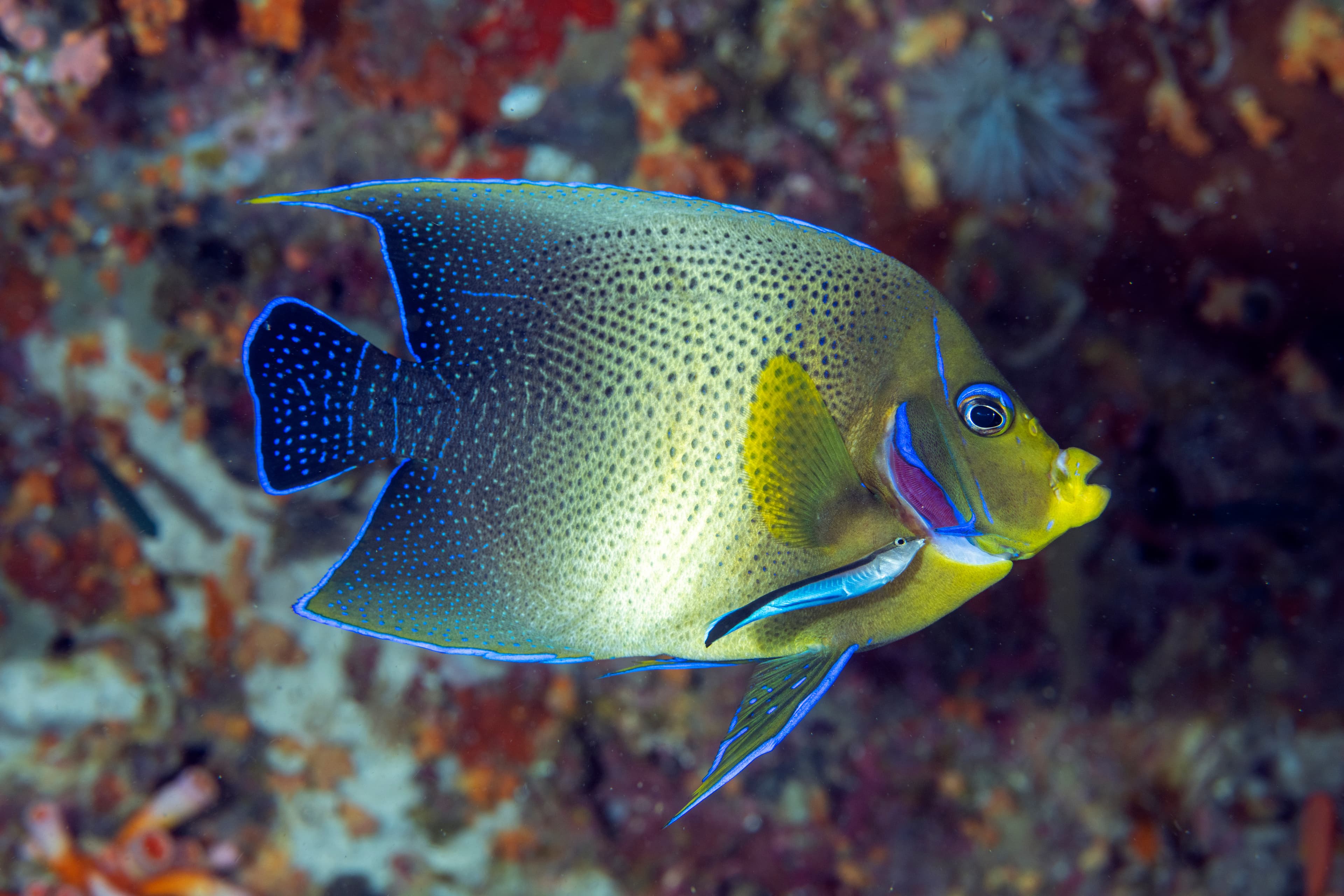 Koran Angelfish or Semicircular Angelfish (Pomacanthus semicirculatus), Raja Ampat, Indonesia