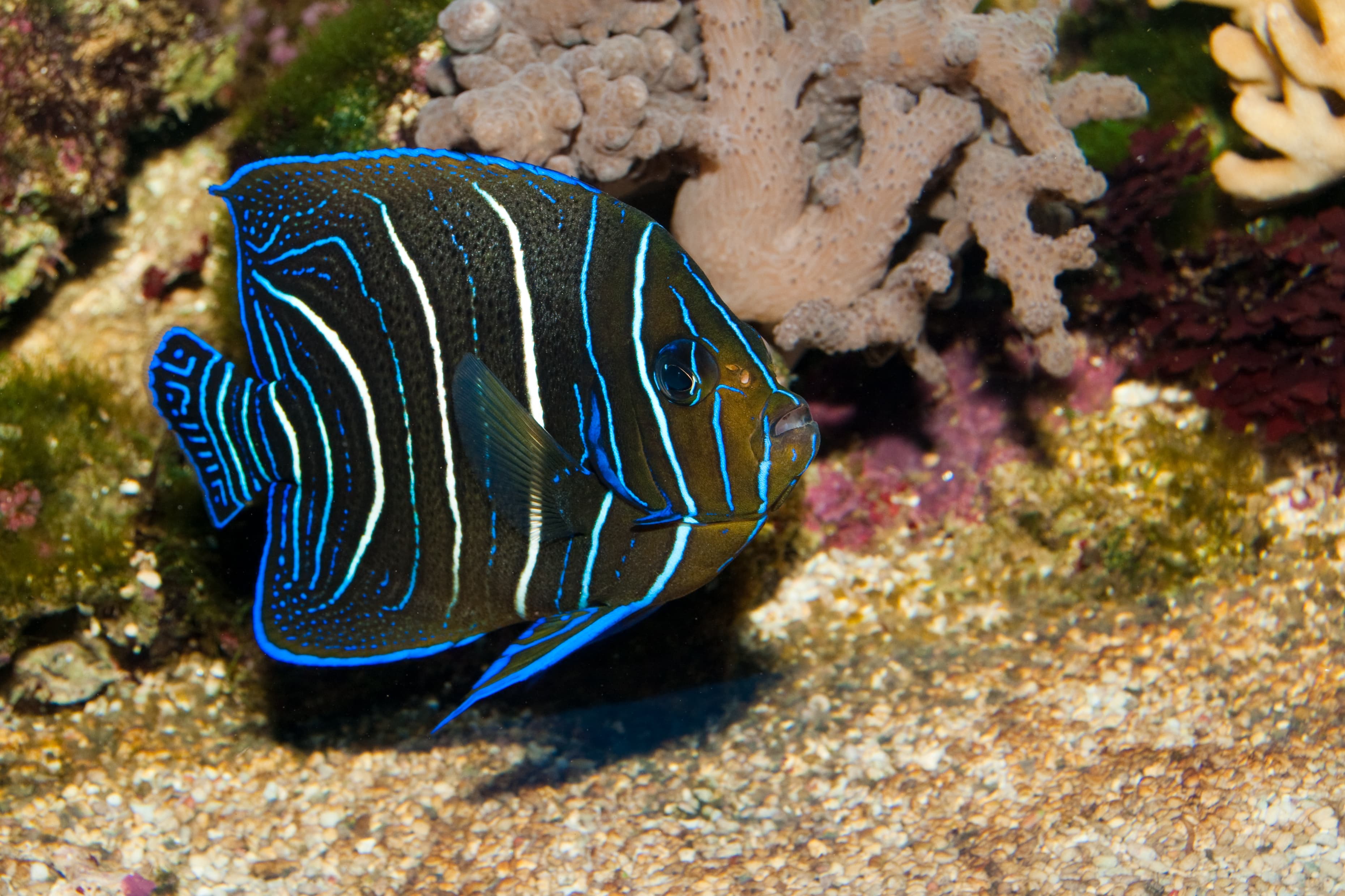 Juvenile Koran Angelfish (Pomacanthus semicirculatus)