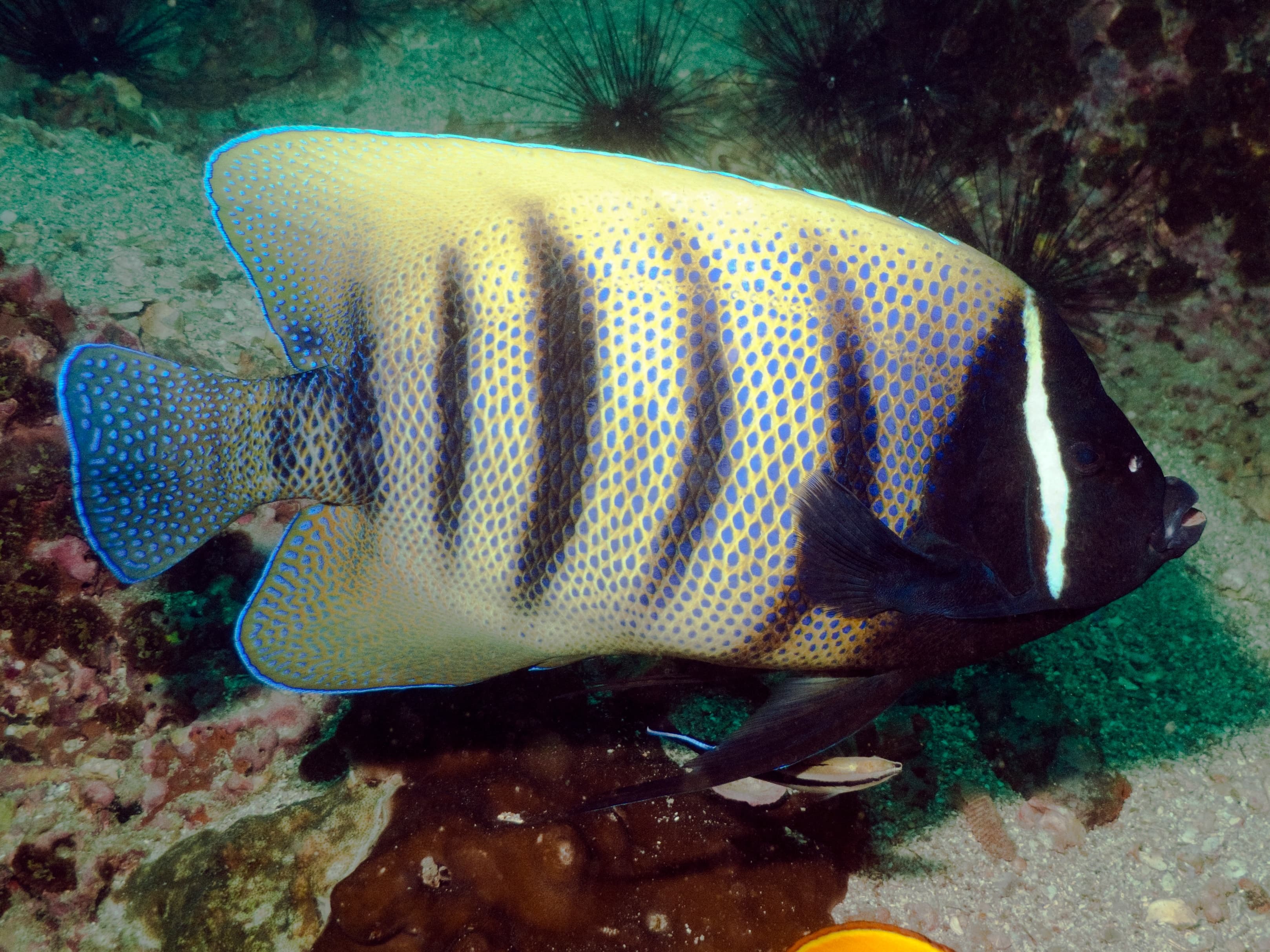 Sixbar Angelfish (Pomacanthus sexstriatus)