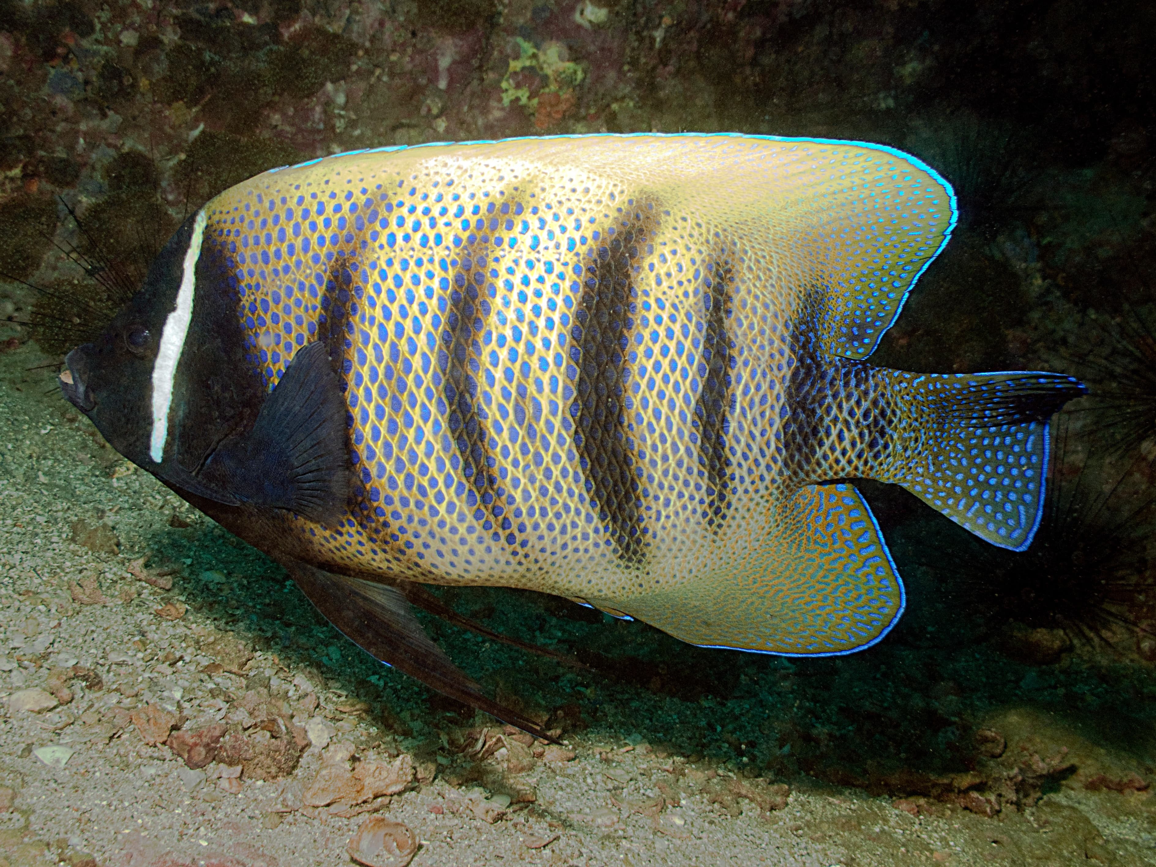 Sixbar Angelfish (Pomacanthus sexstriatus)