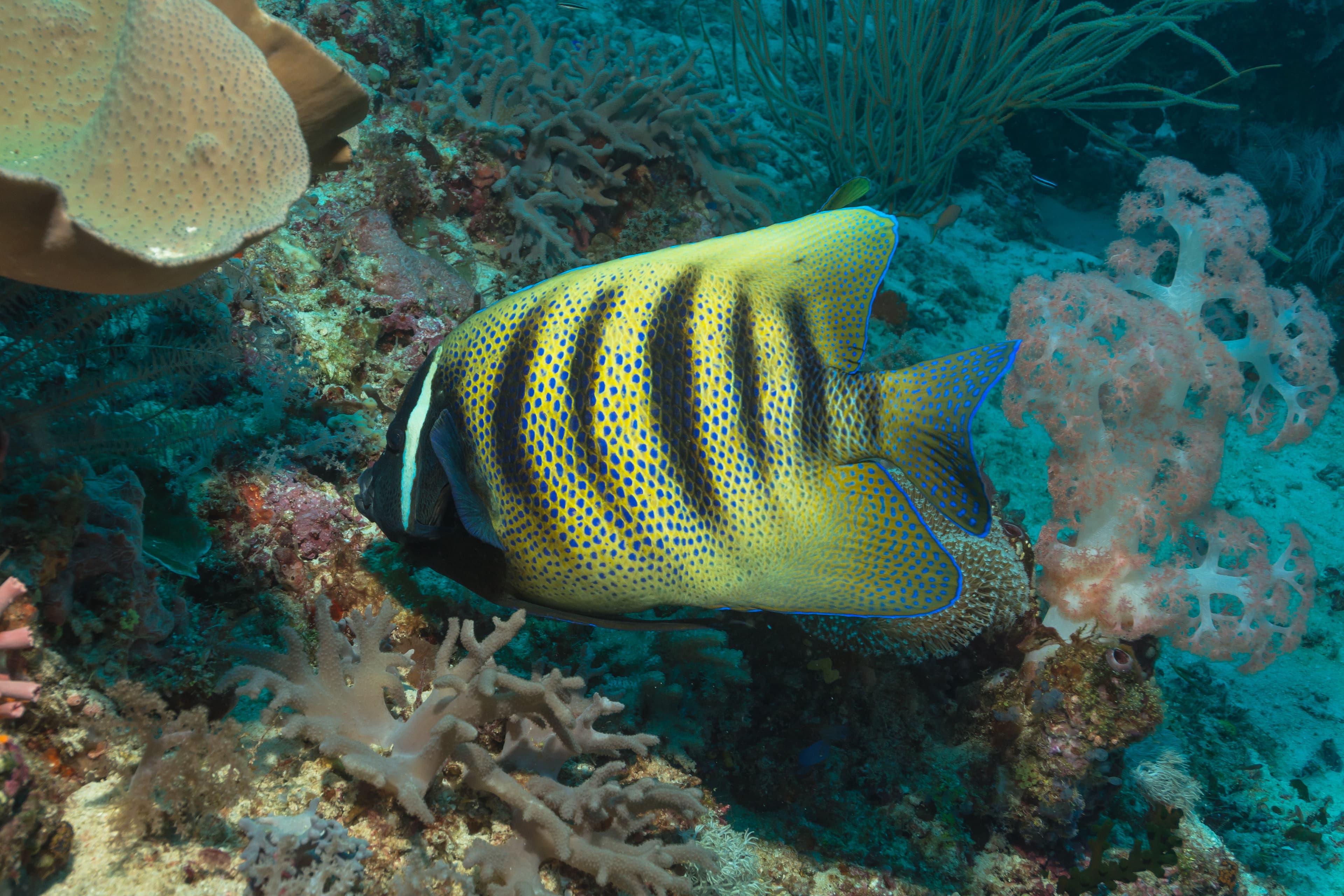 Sixbar Angelfish (Pomacanthus sexstriatus)