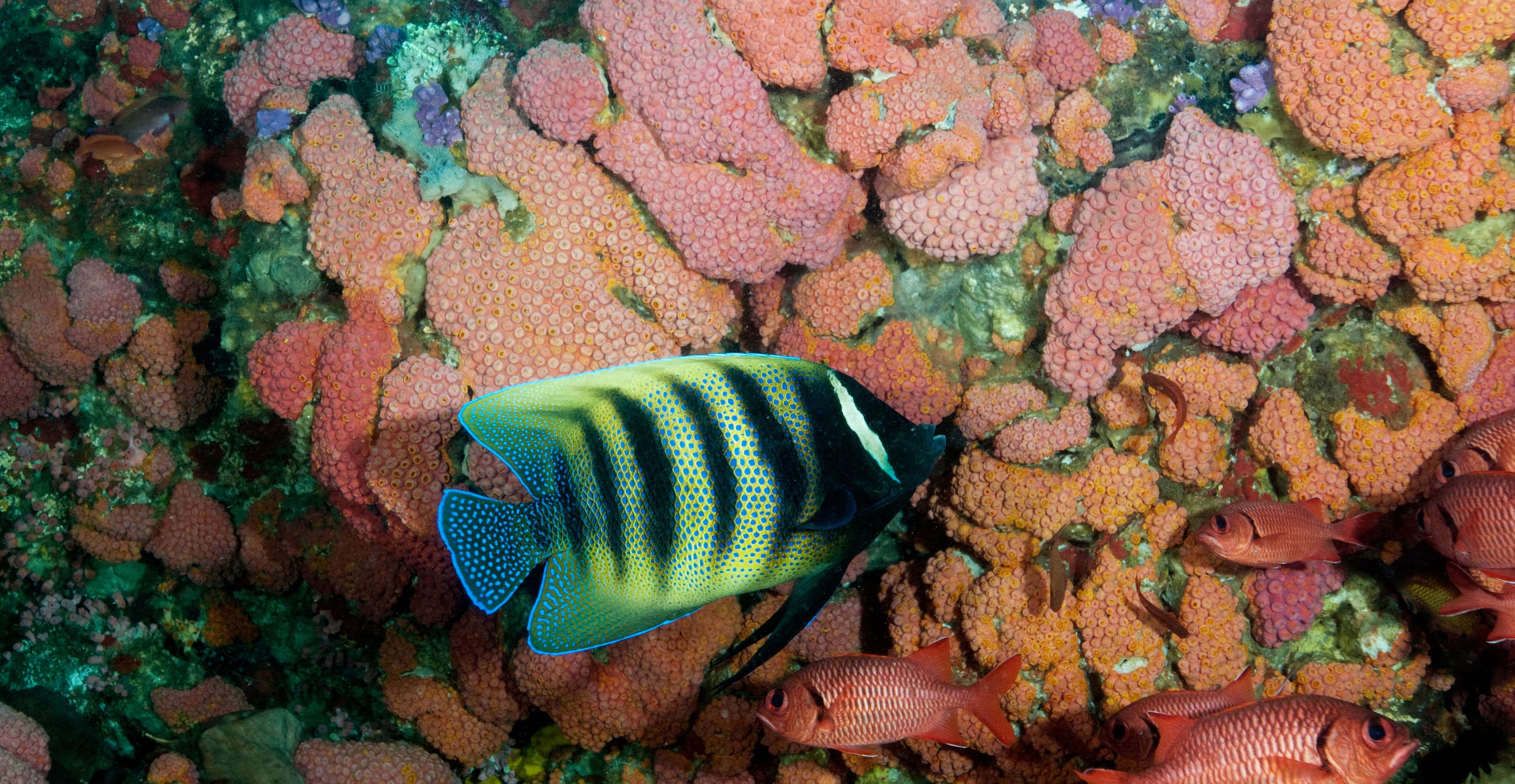 Sixbar Angelfish (Pomacanthus sexstriatus), Komodo National Park, Indonesia