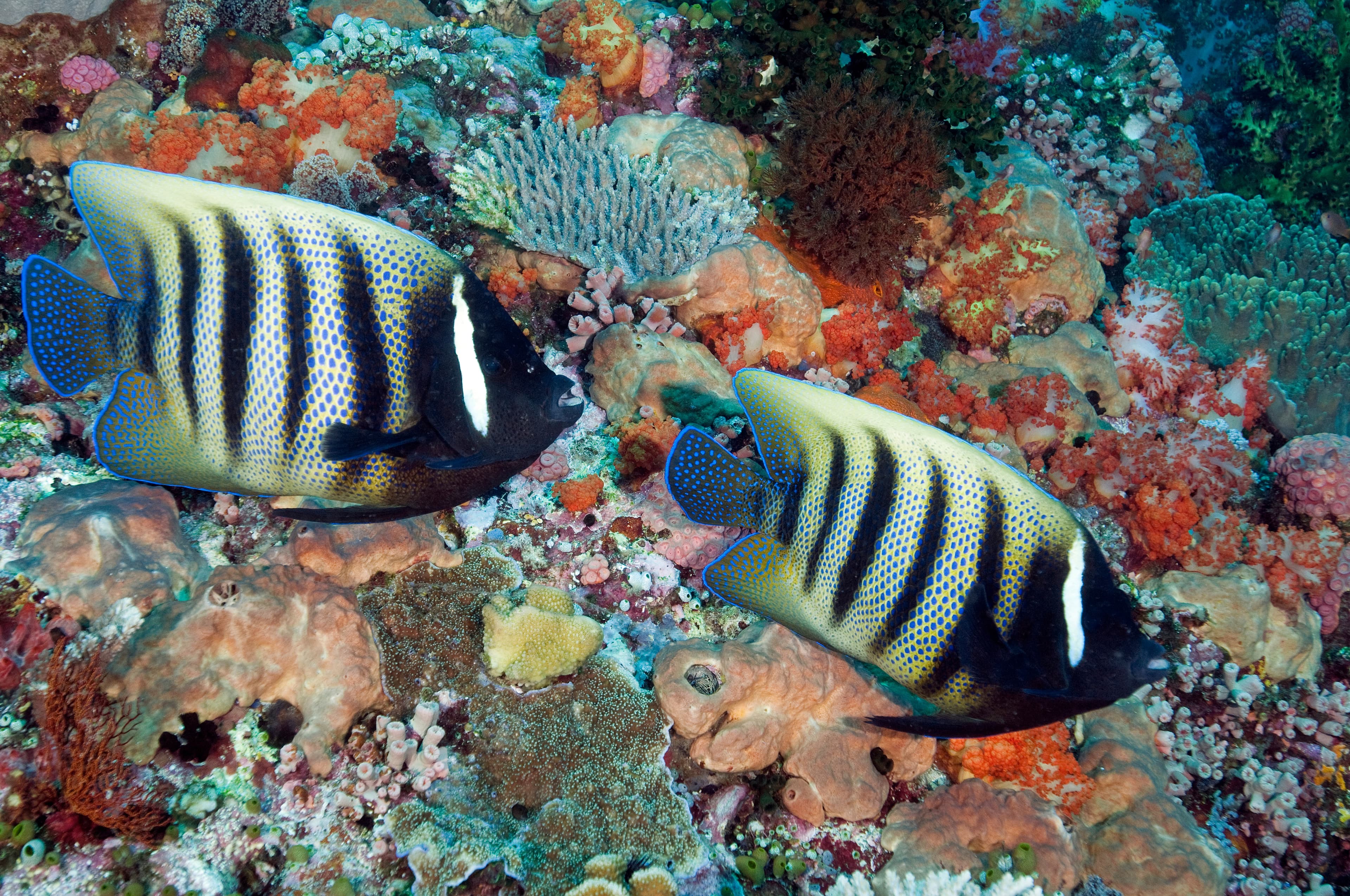 Sixbar Angelfish (Pomacanthus sexstriatus), Komodo National Park, Indonesia