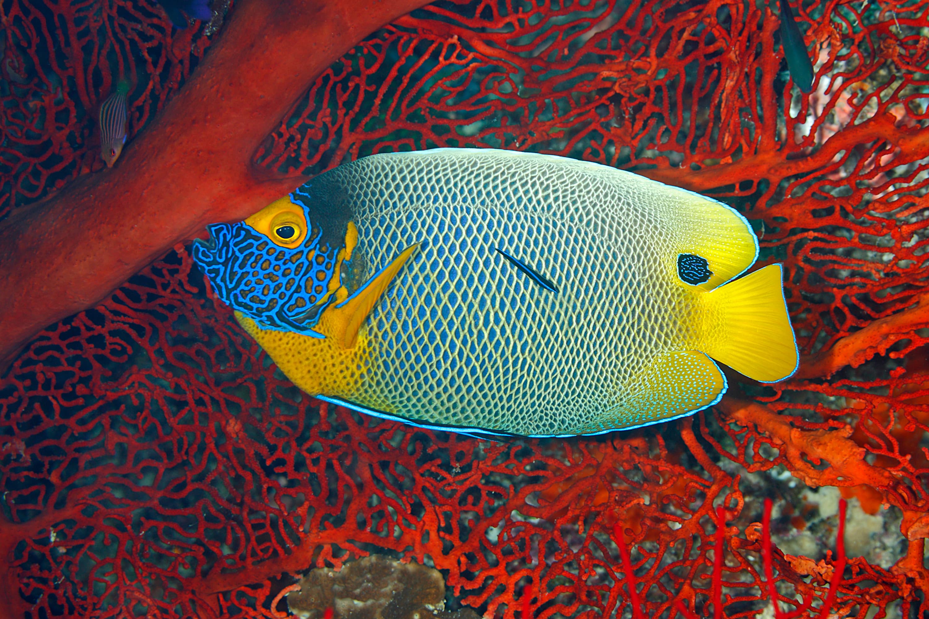 Blueface Angelfish (Pomacanthus xanthometopon) with a Blue Streak Cleaner Wrasse