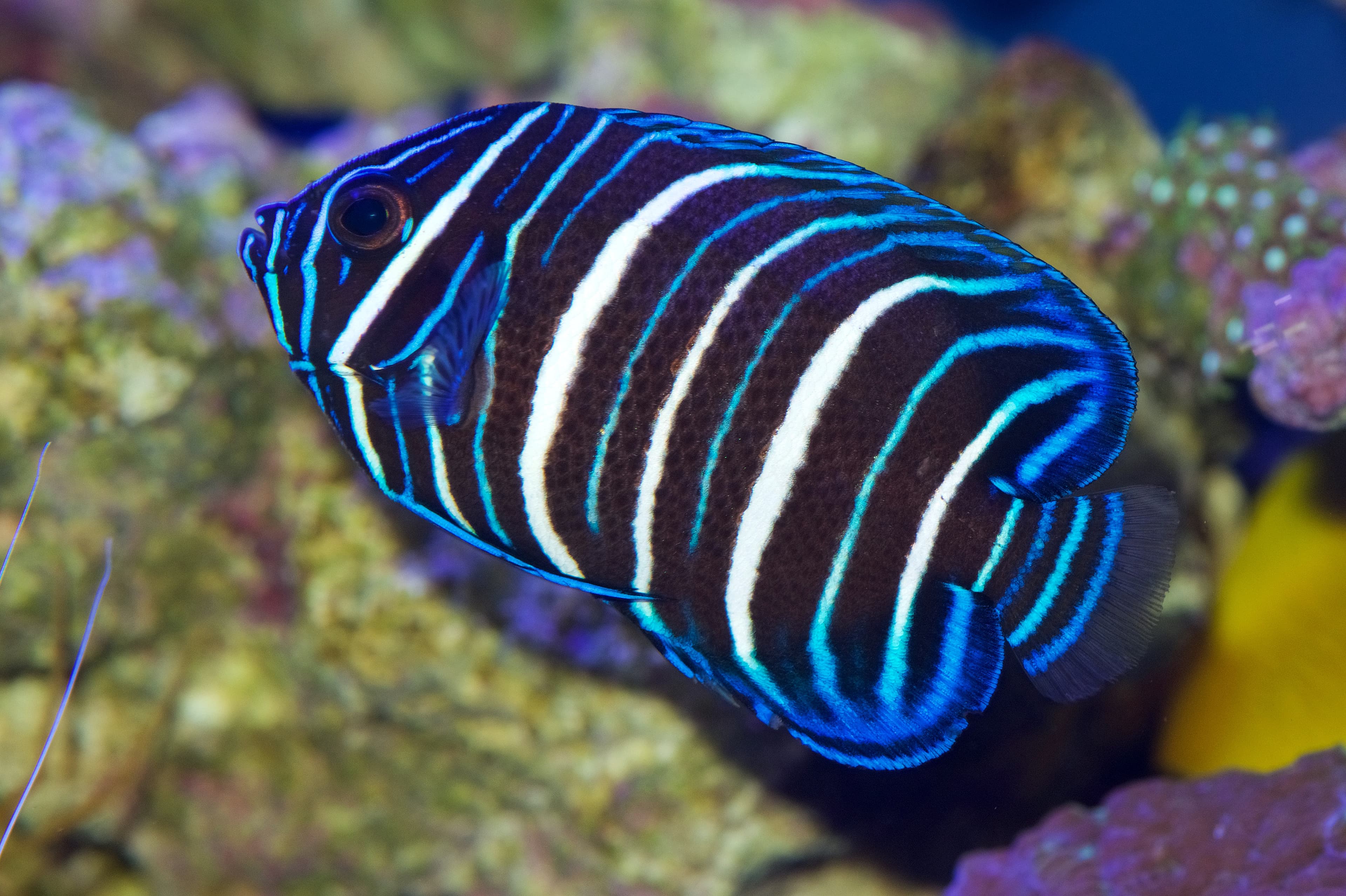 Juvenile Blueface Angelfish (Pomacanthus xanthometopon)