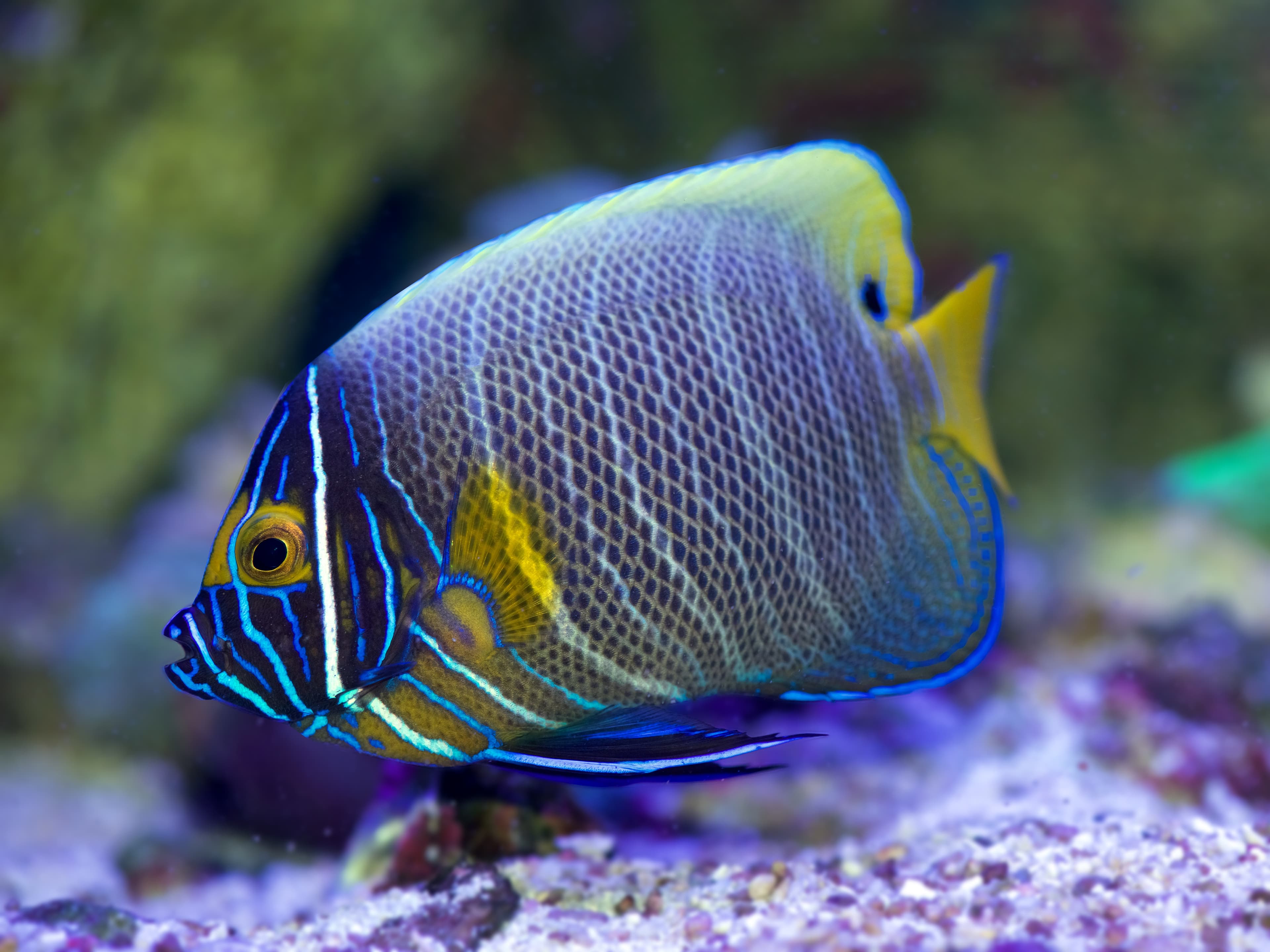 Juvenile Blueface Angelfish (Pomacanthus xanthometopon), in transition to adult coloring