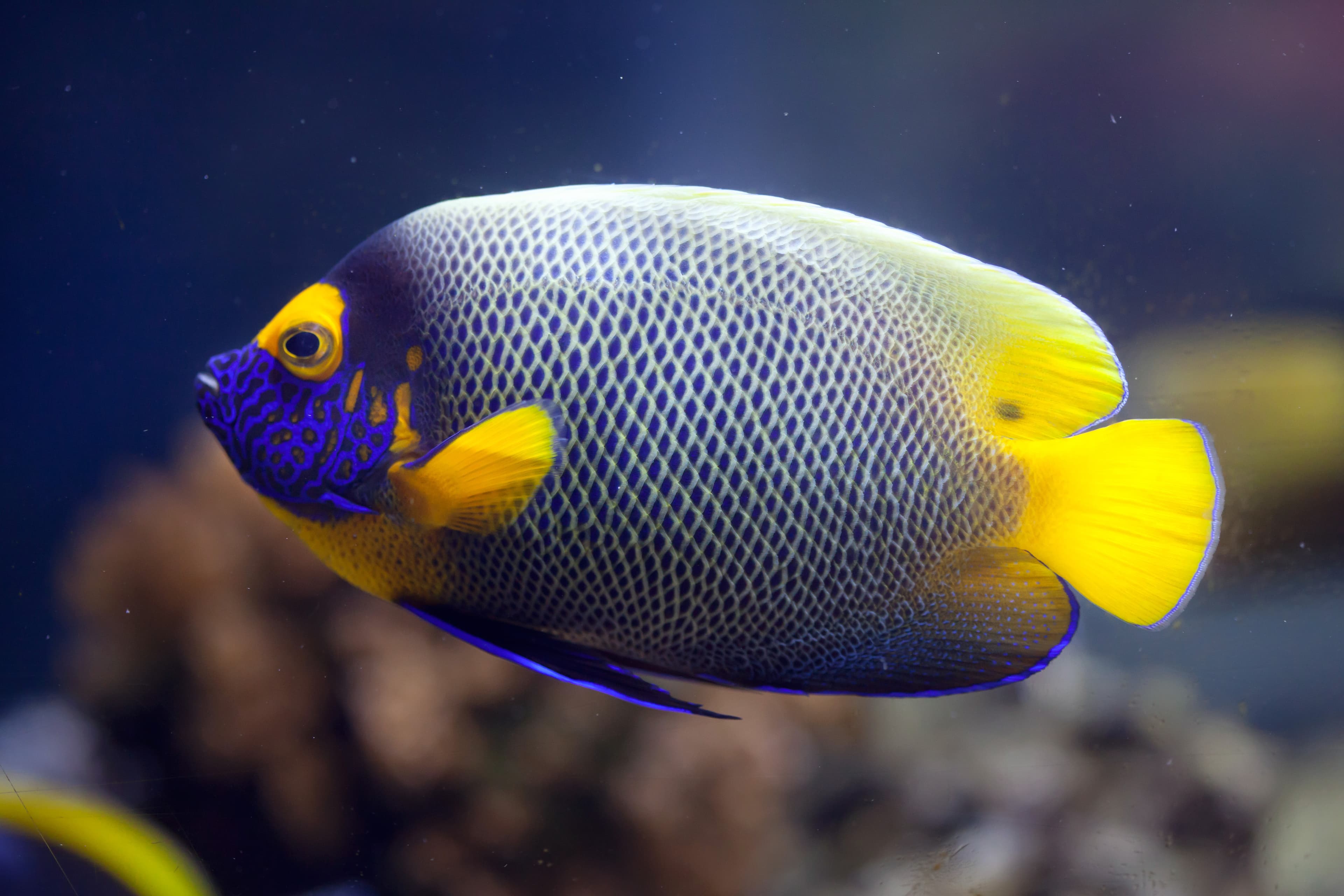 Blueface Angelfish (Pomacanthus xanthometopon)