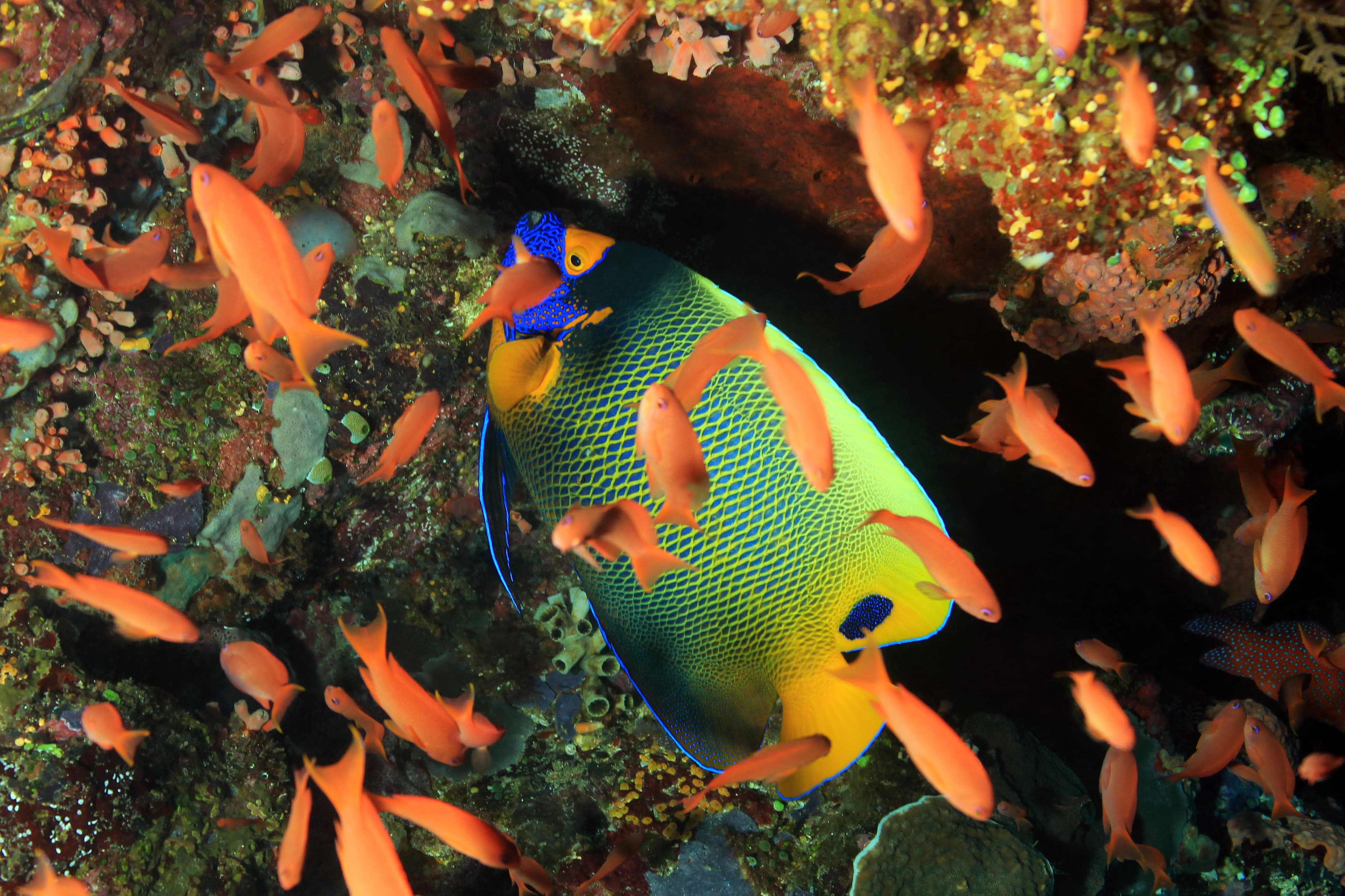 Blueface Angelfish (Pomacanthus xanthometopon) in a School of Anthias. Komodo, Indonesia