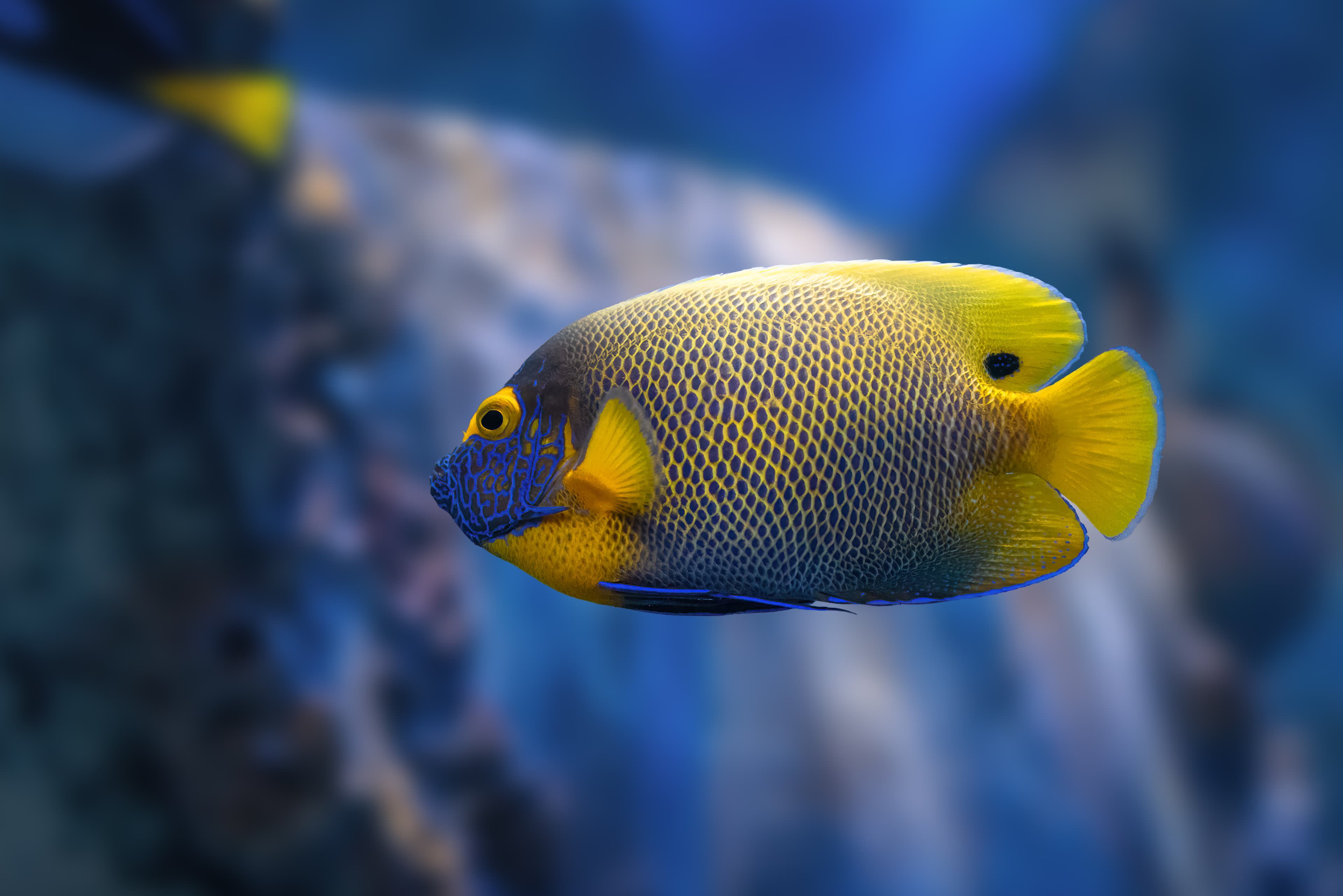 Blueface Angelfish (Pomacanthus xanthometopon)