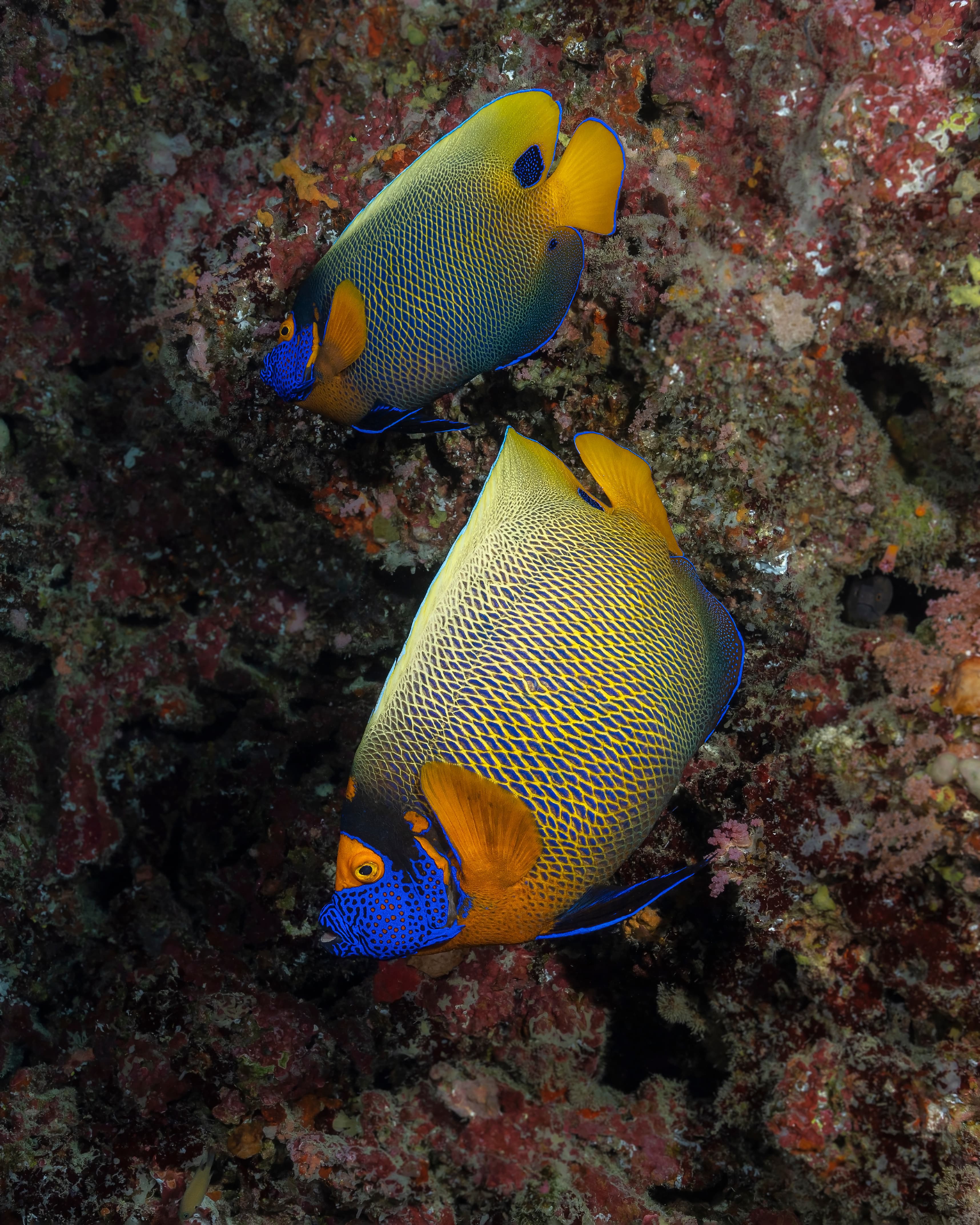 Blueface Angelfish (Pomacanthus xanthometopon), Maldives