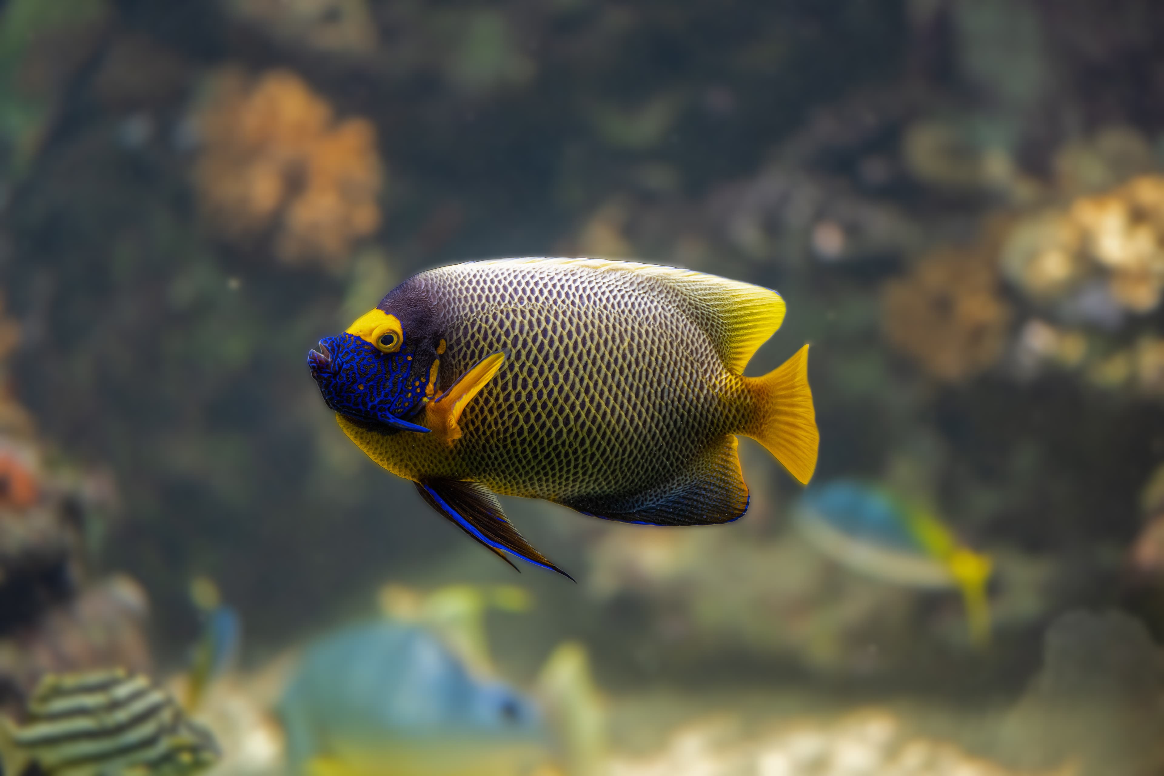 Blueface Angelfish (Pomacanthus xanthometopon)