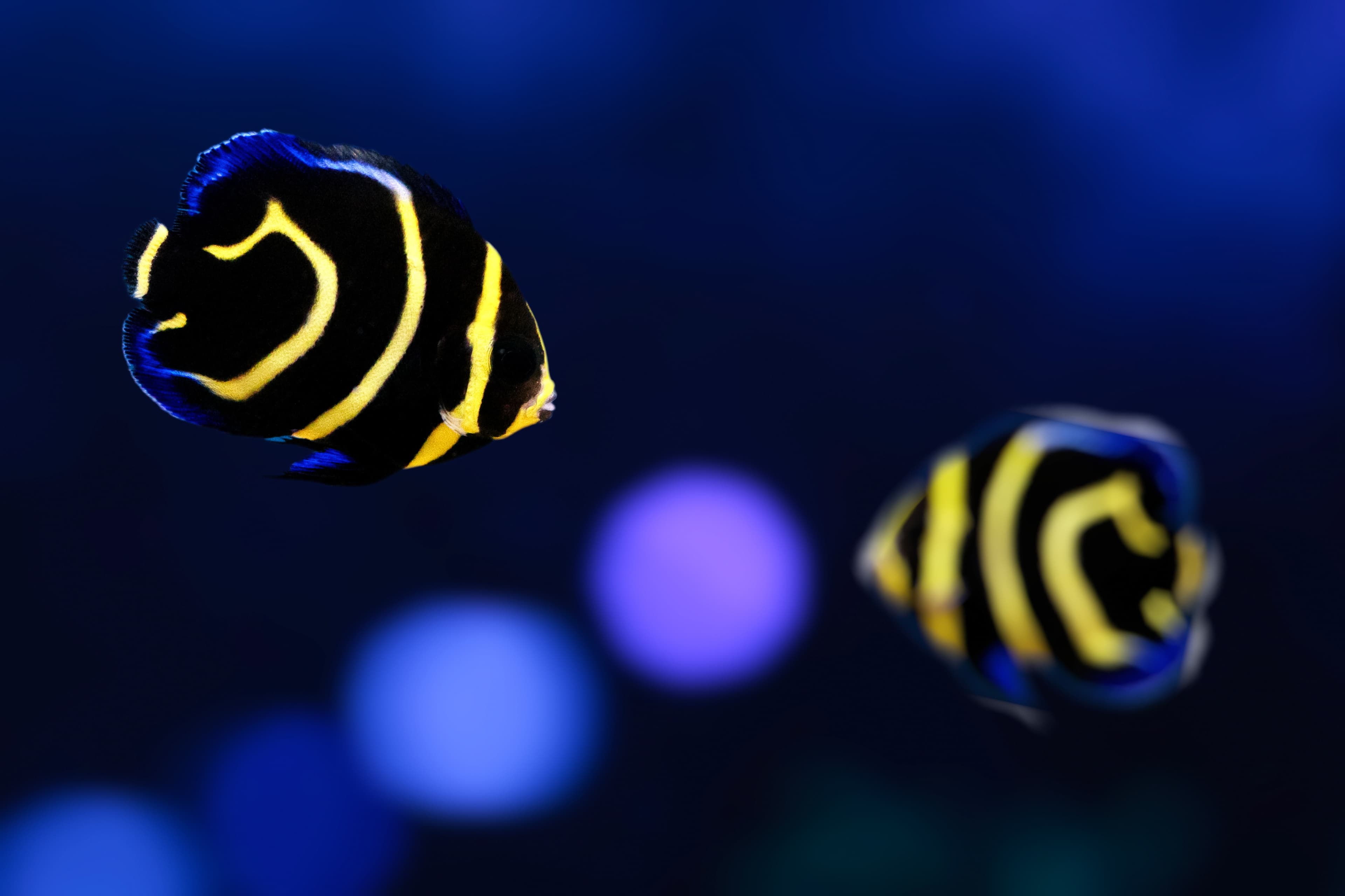 Juvenile Cortez Angelfish (Pomacanthus zonipectus)