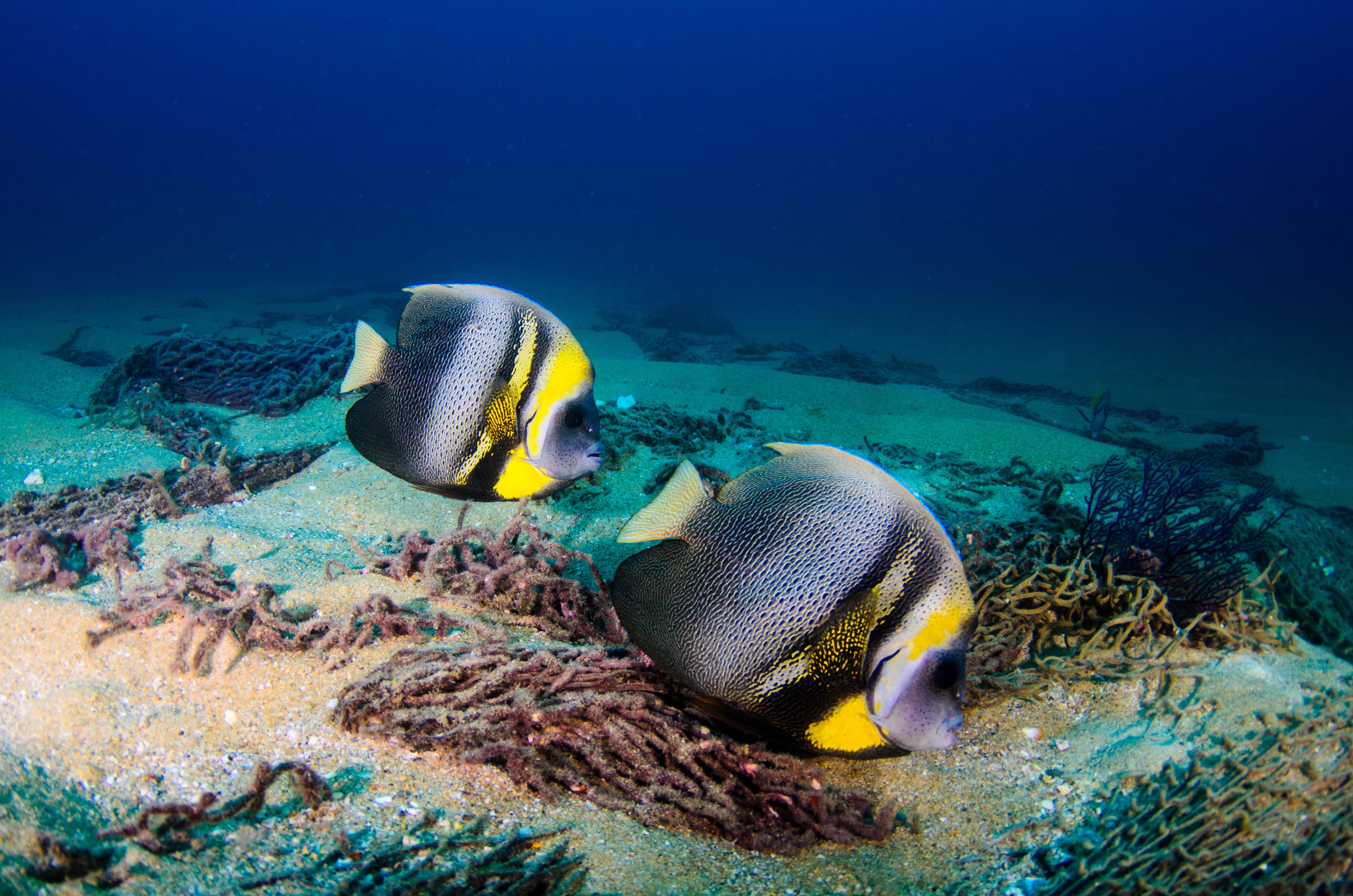 Cortez Angelfish (Pomacanthus zonipectus) feeding in a shipwreck. Sea of Cortez, Pacific ocean. Cabo Pulmo, Baja California Sur, Mexico