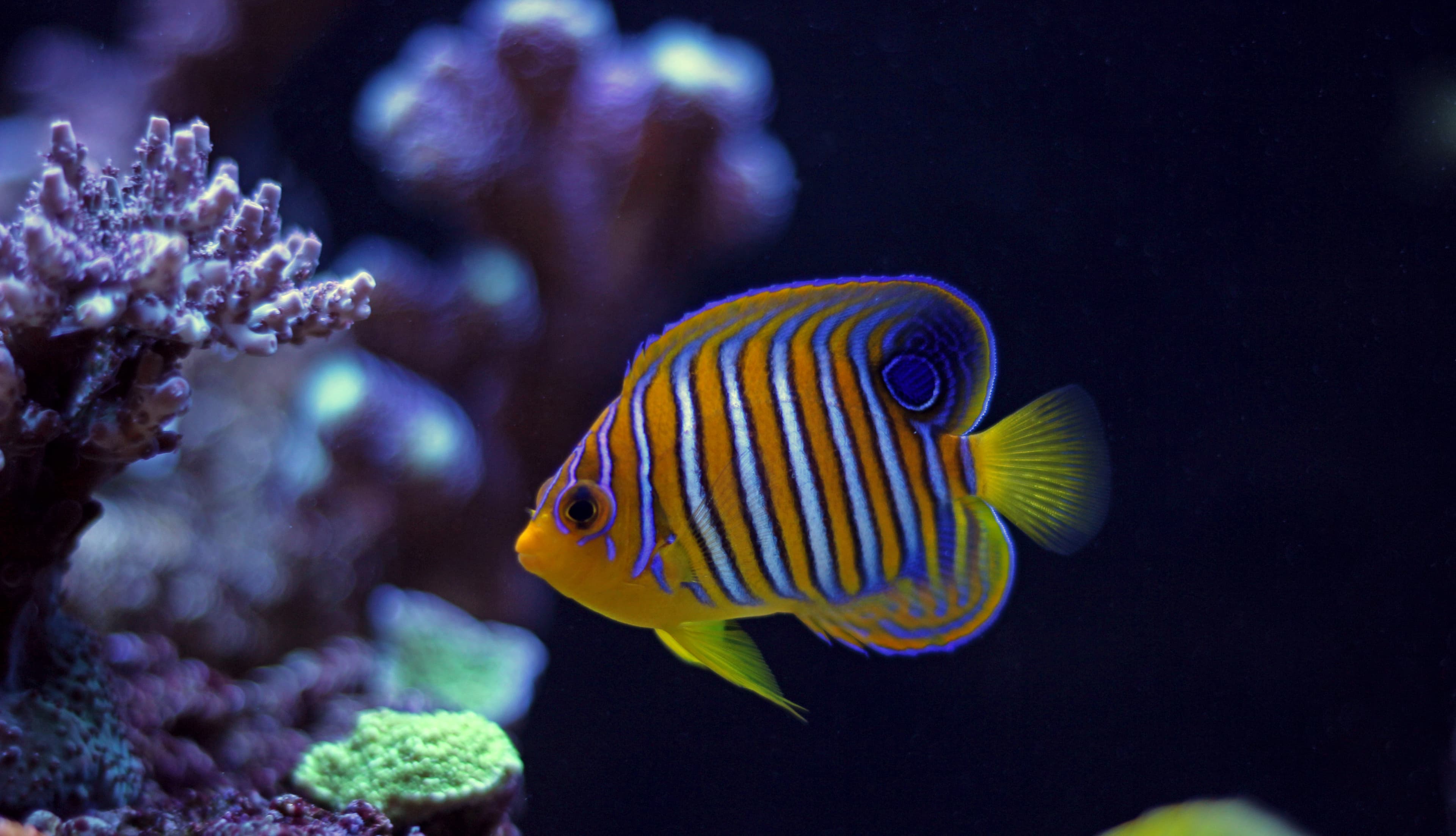 Regal Angelfish (Pygoplites diacanthus) from the Red Sea or Indian Ocean