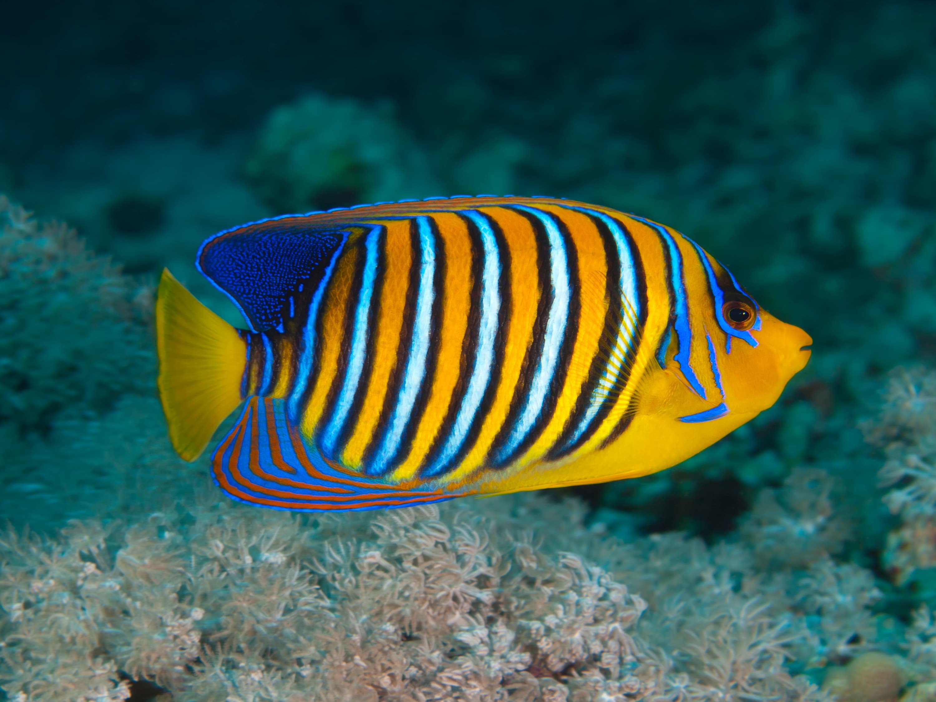 Regal Angelfish (Pygoplites diacanthus) from the Red Sea or Indian Ocean