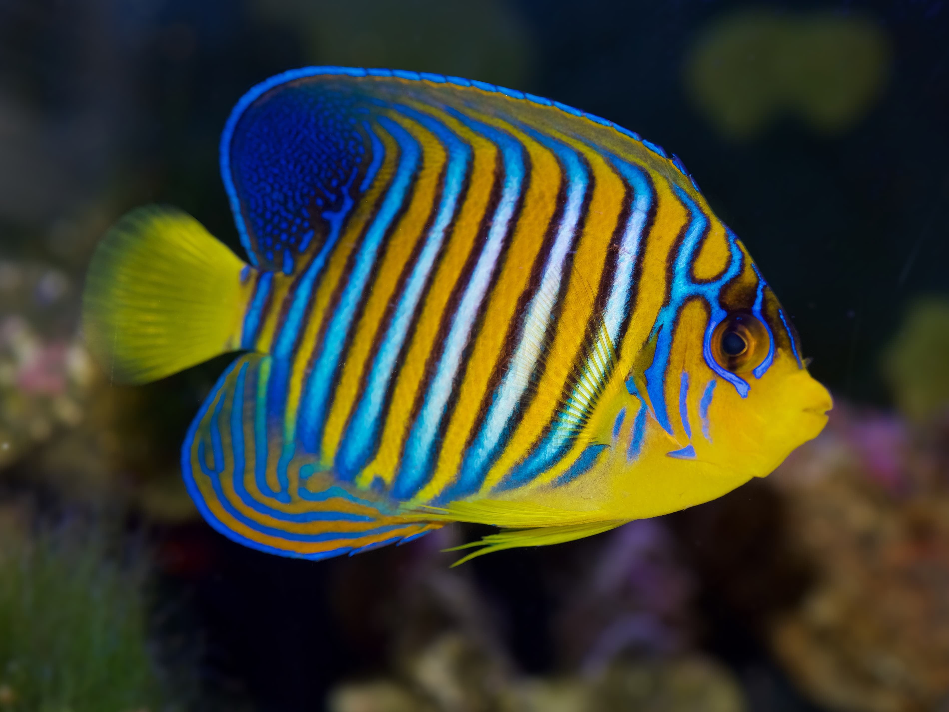 Regal Angelfish (Pygoplites diacanthus) from the Red Sea or Indian Ocean