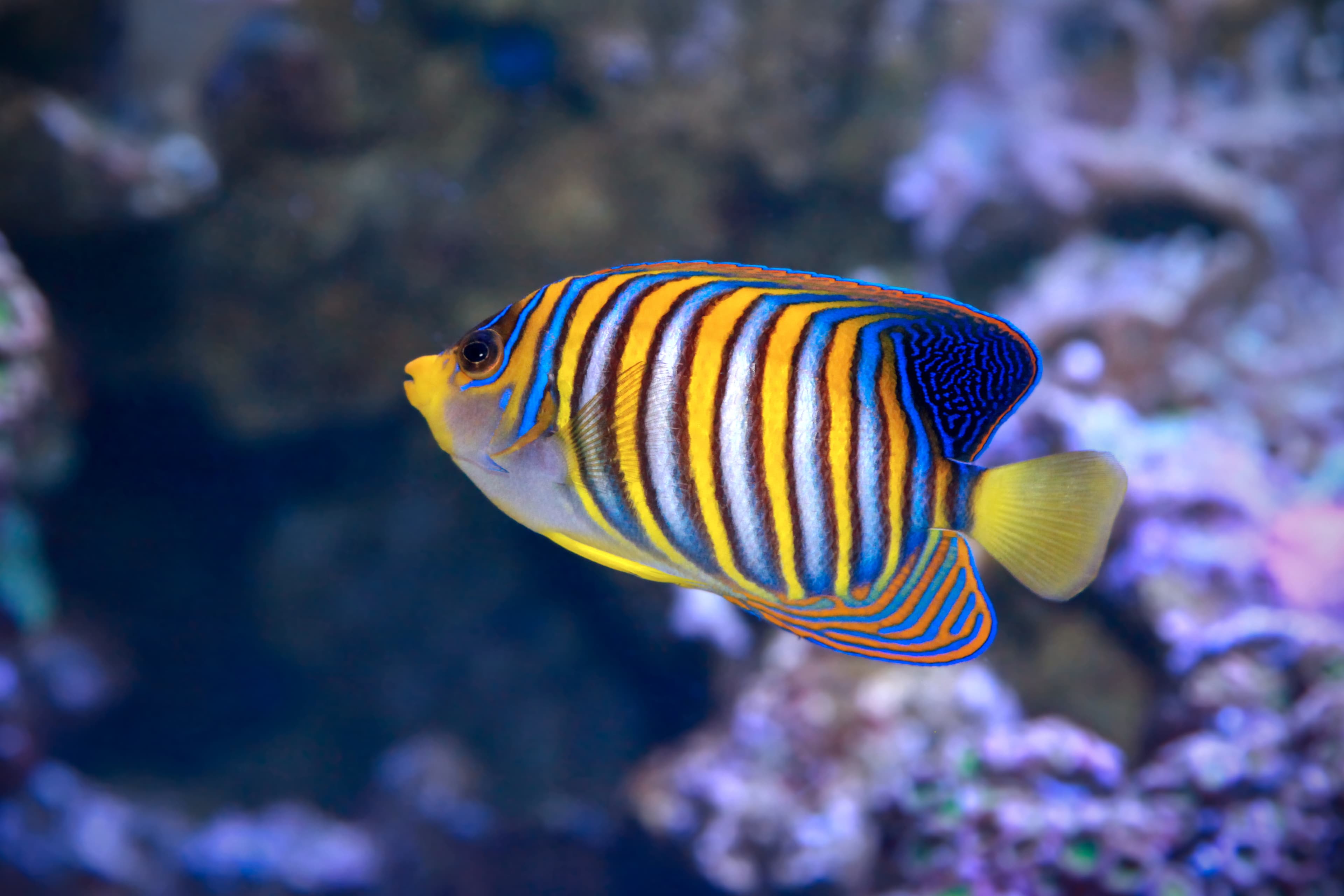 Regal Angelfish (Pygoplites diacanthus) from the Indo-Pacific region