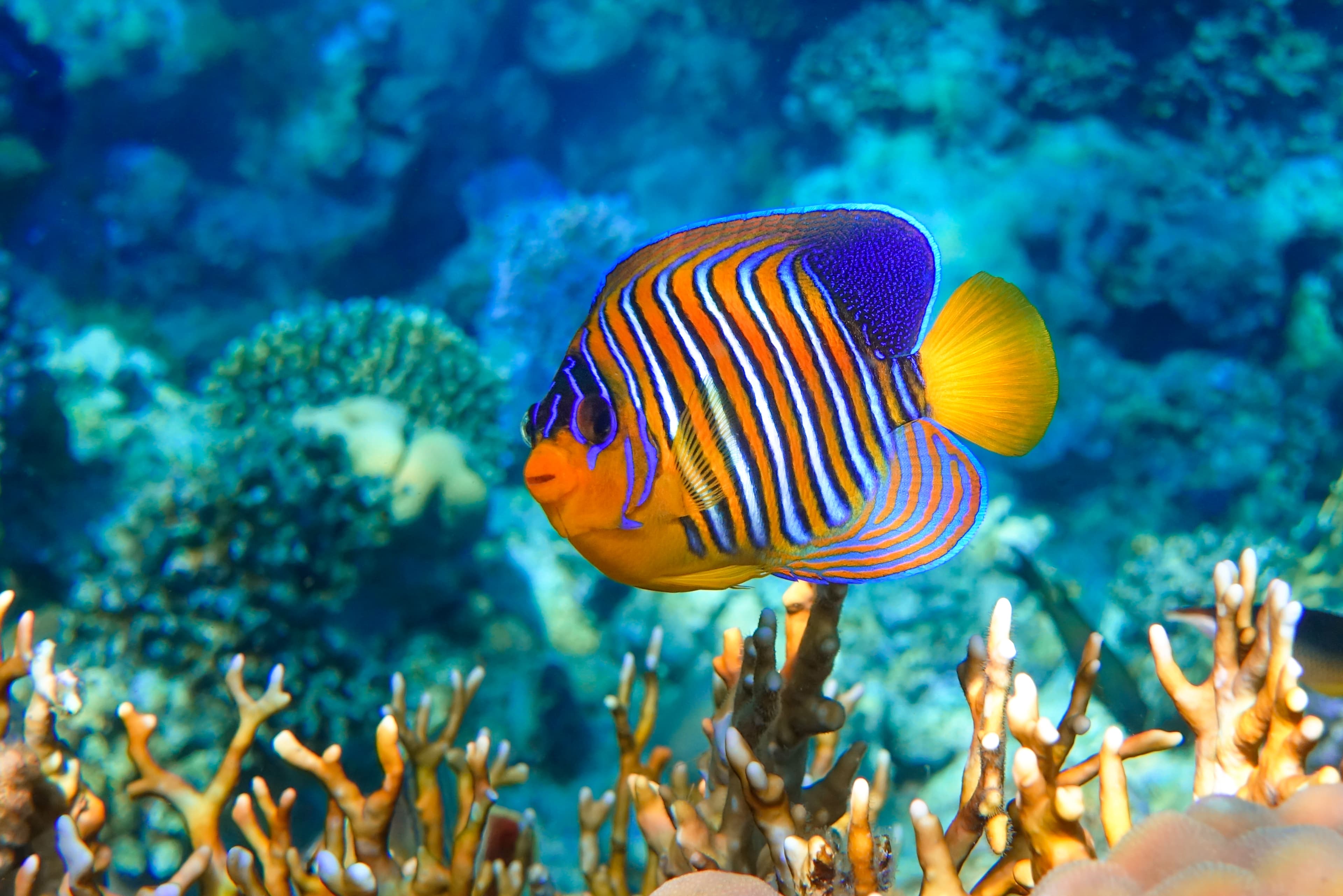 Regal Angelfish (Pygoplites diacanthus), Red Sea