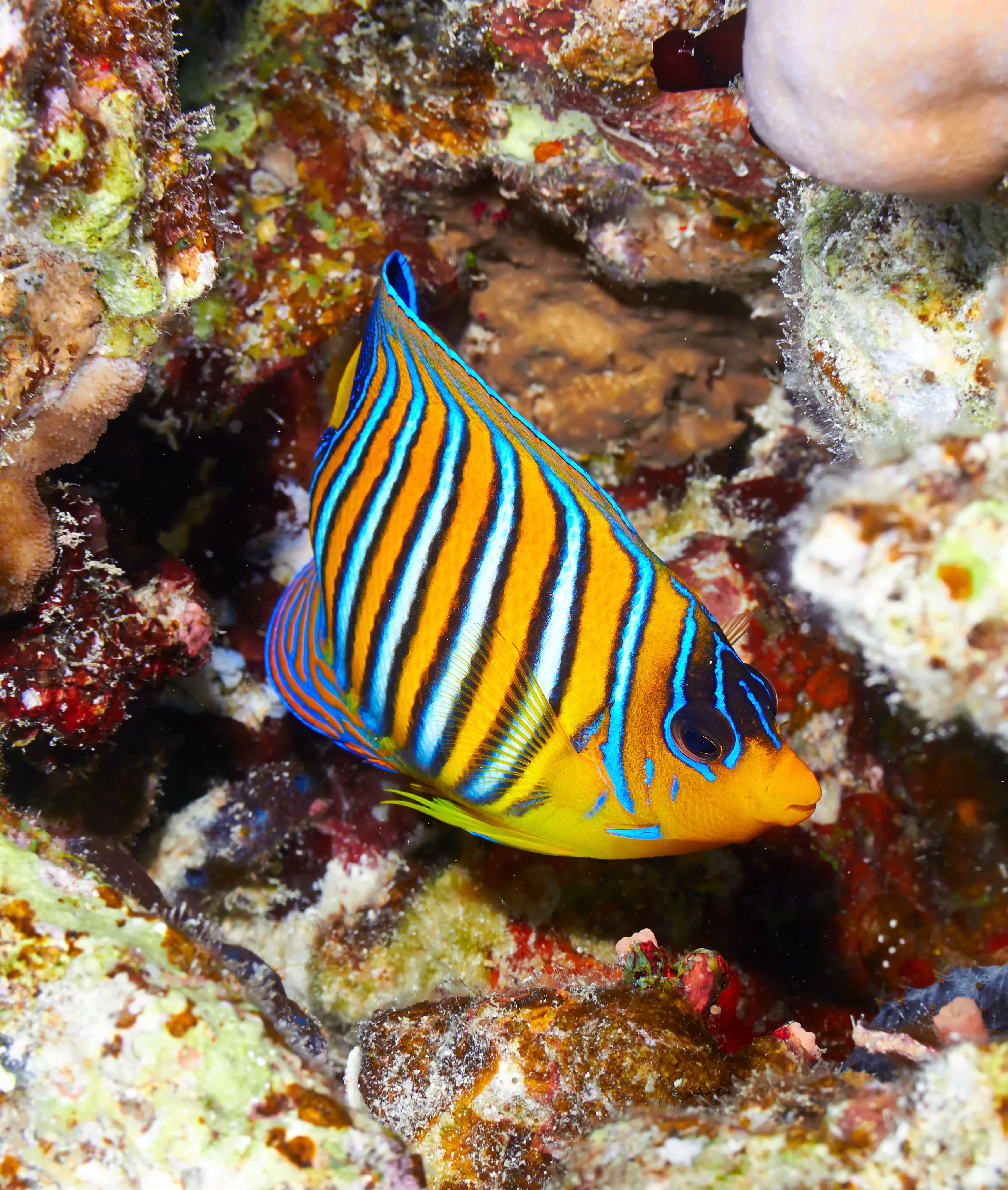 Regal Angelfish (Pygoplites diacanthus), Red Sea