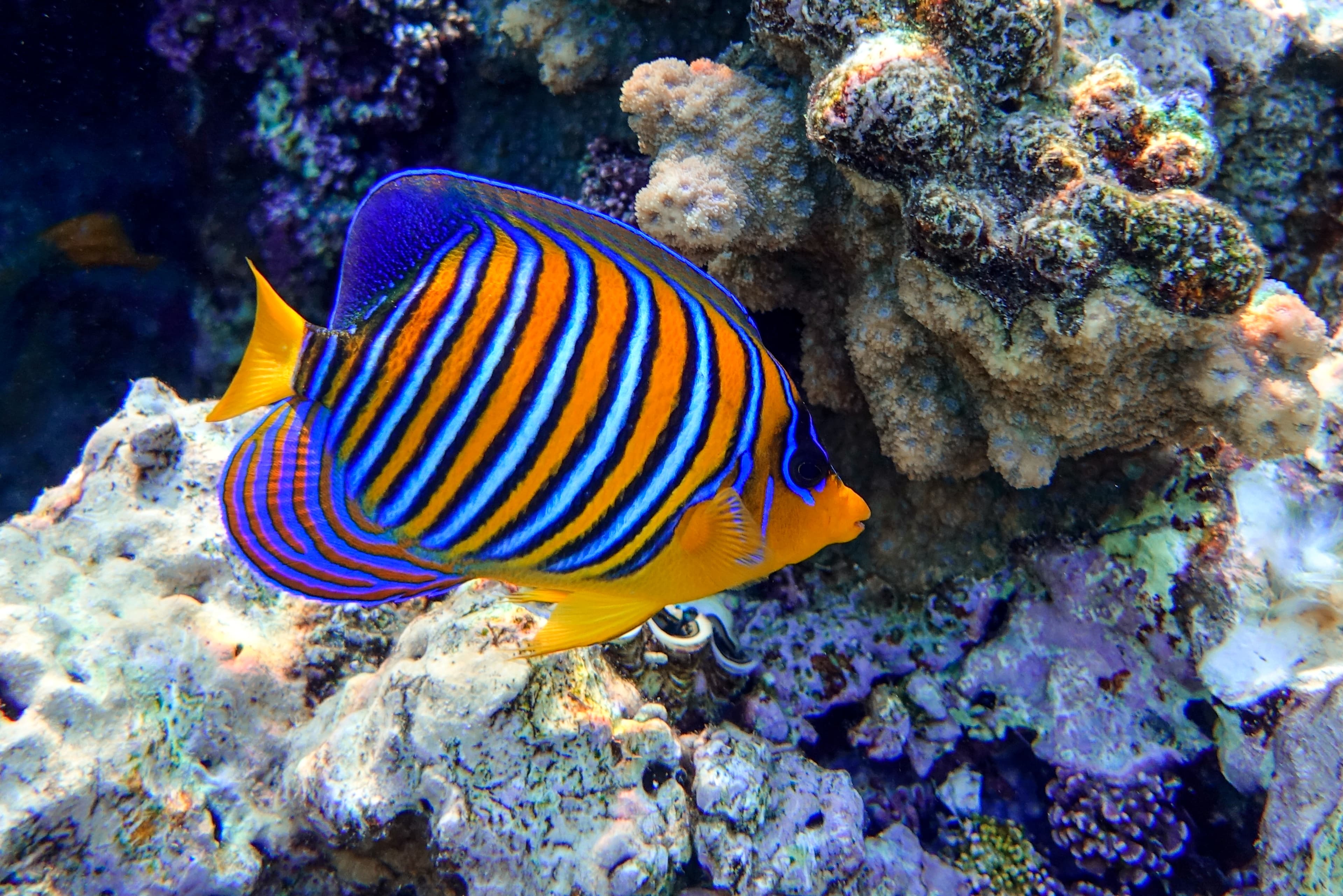 Regal Angelfish (Pygoplites diacanthus), Red Sea