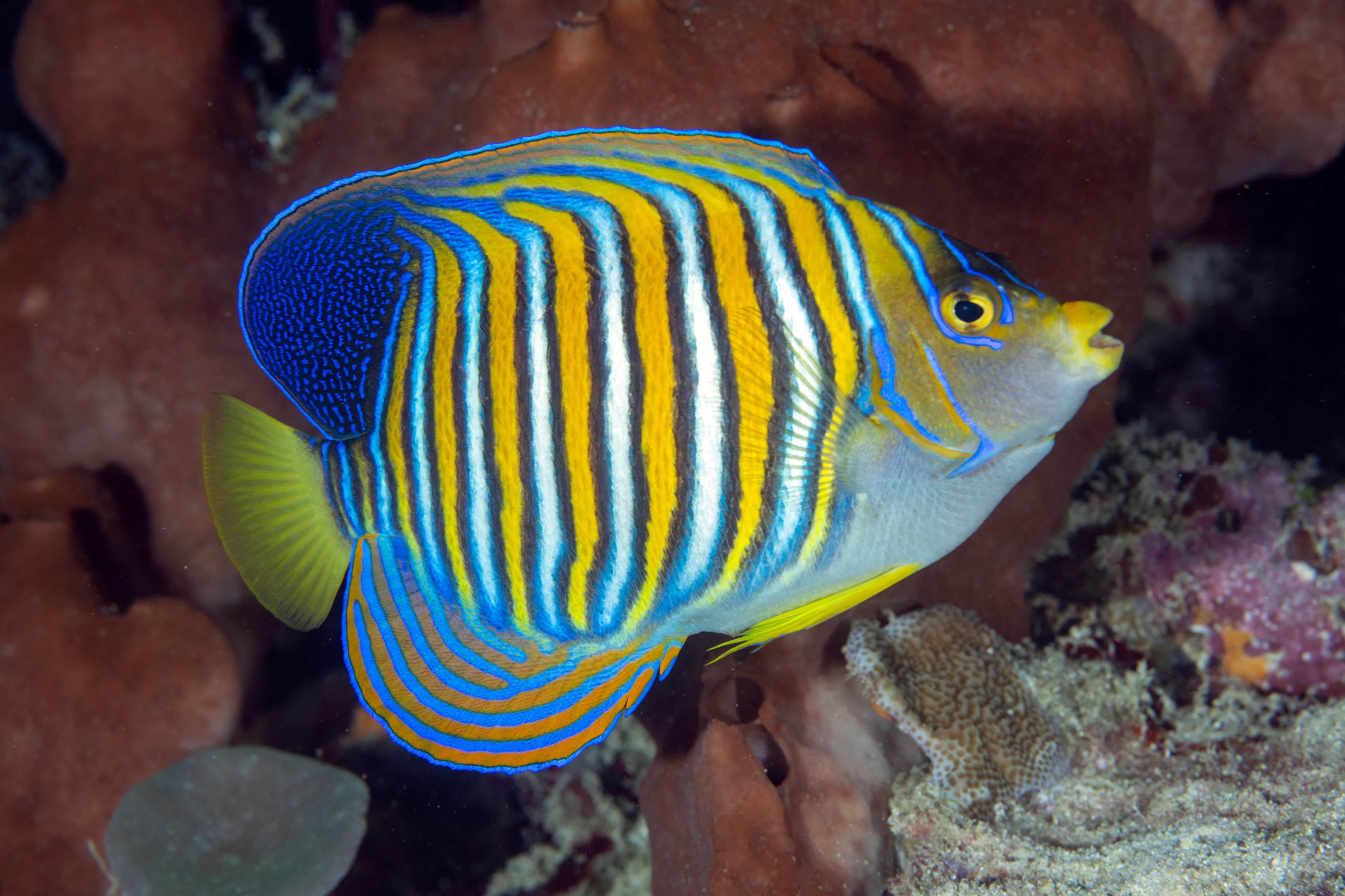 Regal Angelfish (Pygoplites diacanthus), Raja Ampat, Indonesia