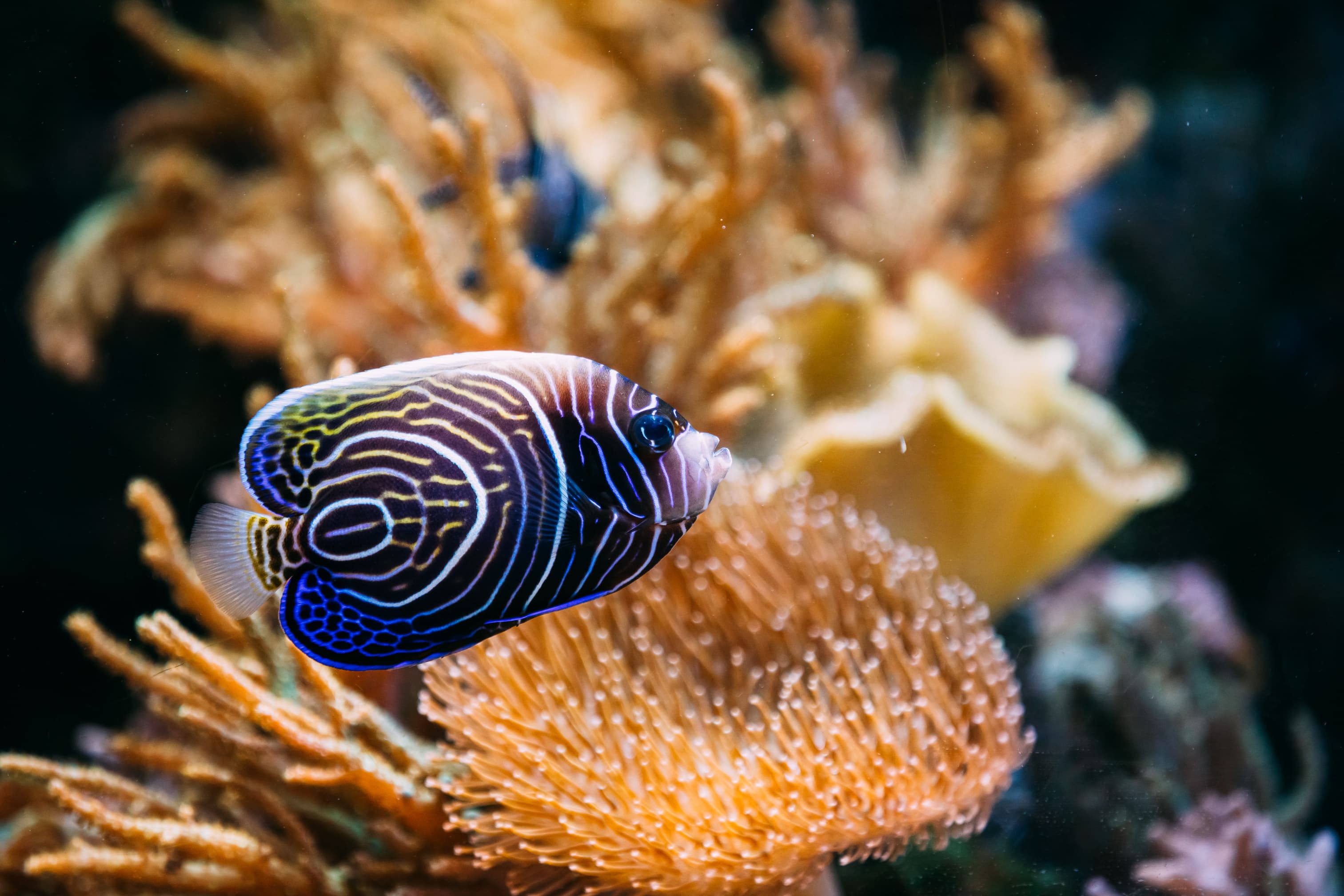 Majestic Angelfish (Pomacanthus navarchus)