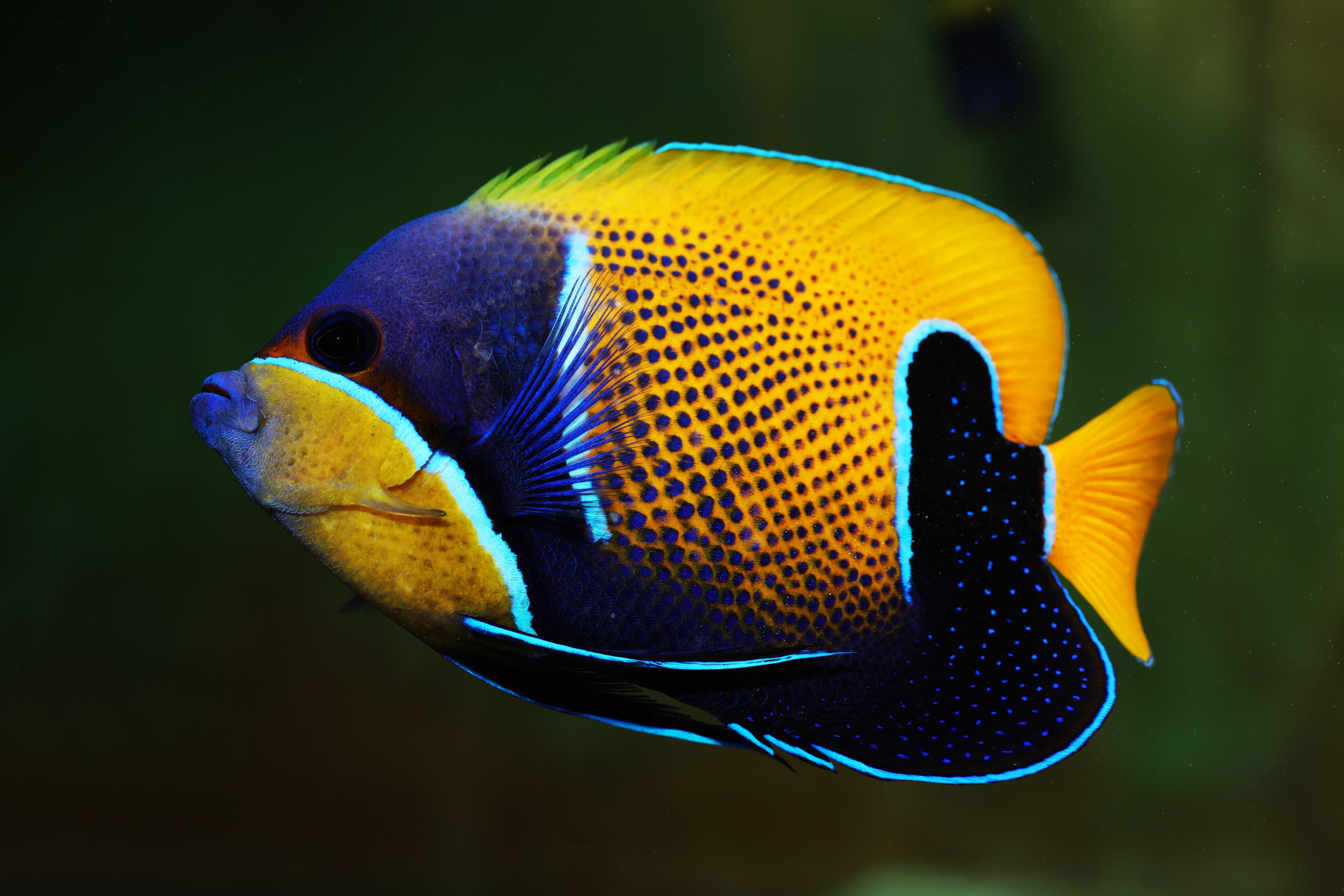 Majestic Angelfish (Pomacanthus navarchus)