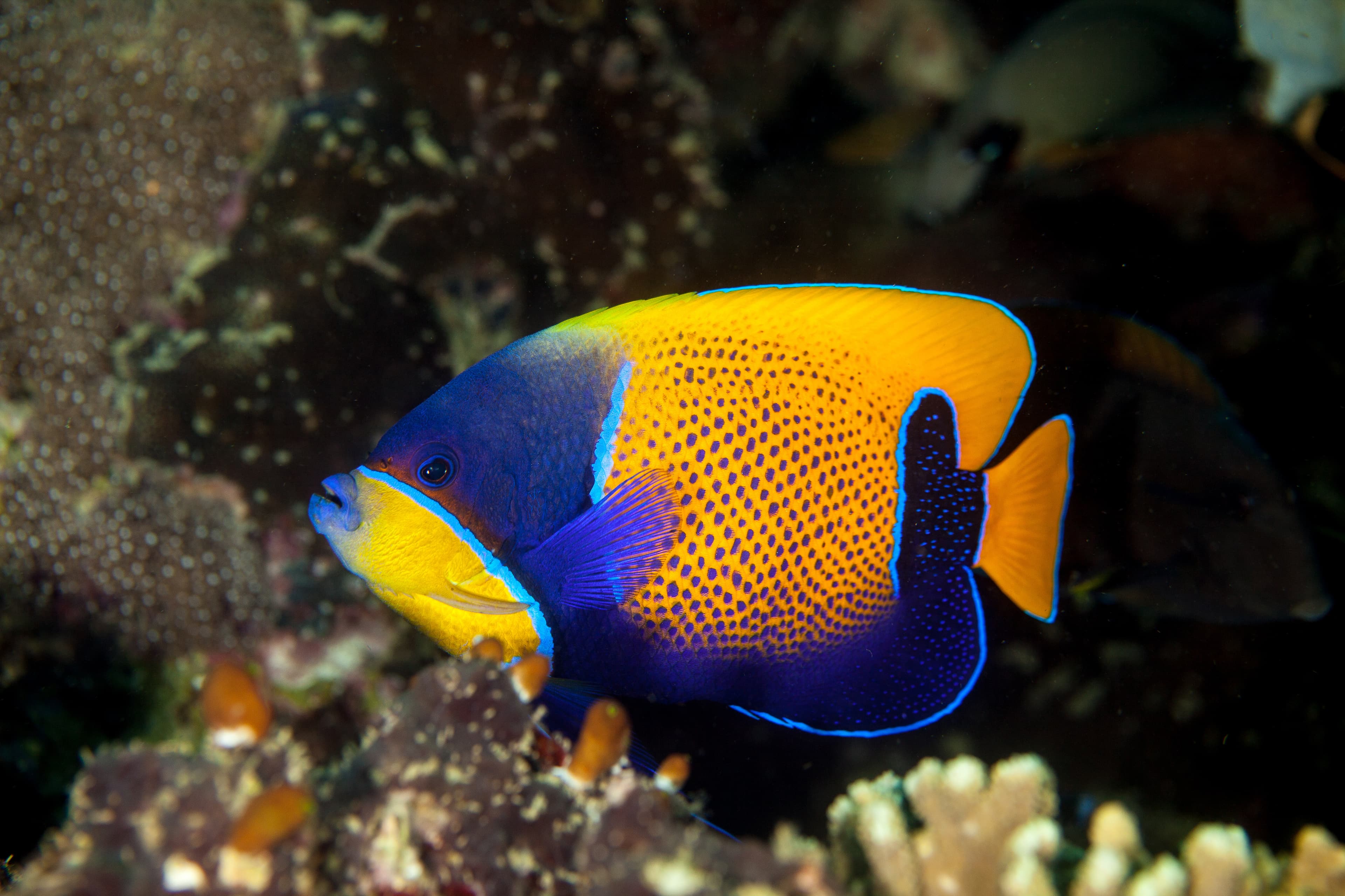 Majestic Angelfish (Pomacanthus navarchus)