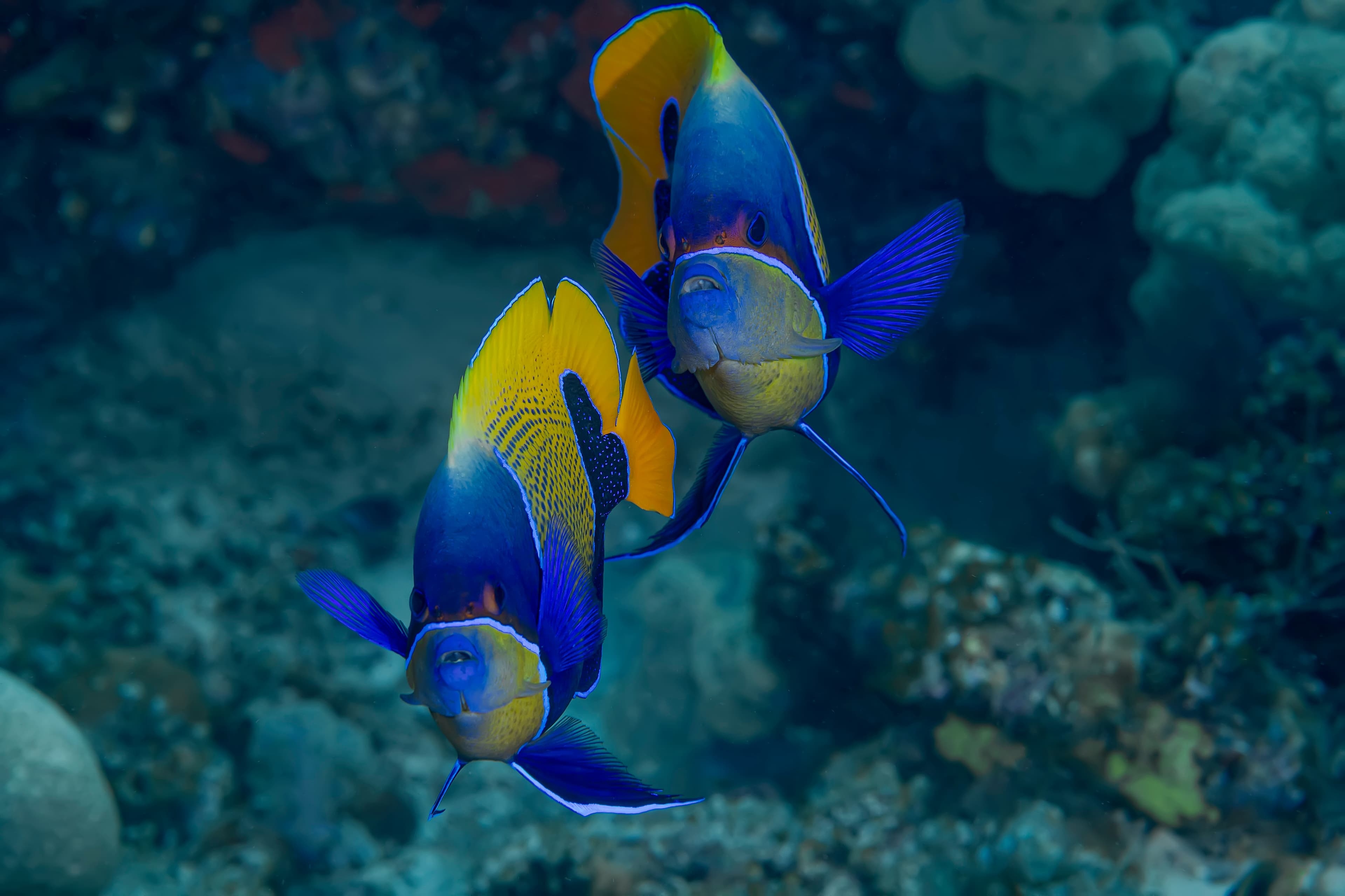 Two Majestic Angelfish (Pomacanthus navarchus), Raja Ampat, West Papua, Indonesia